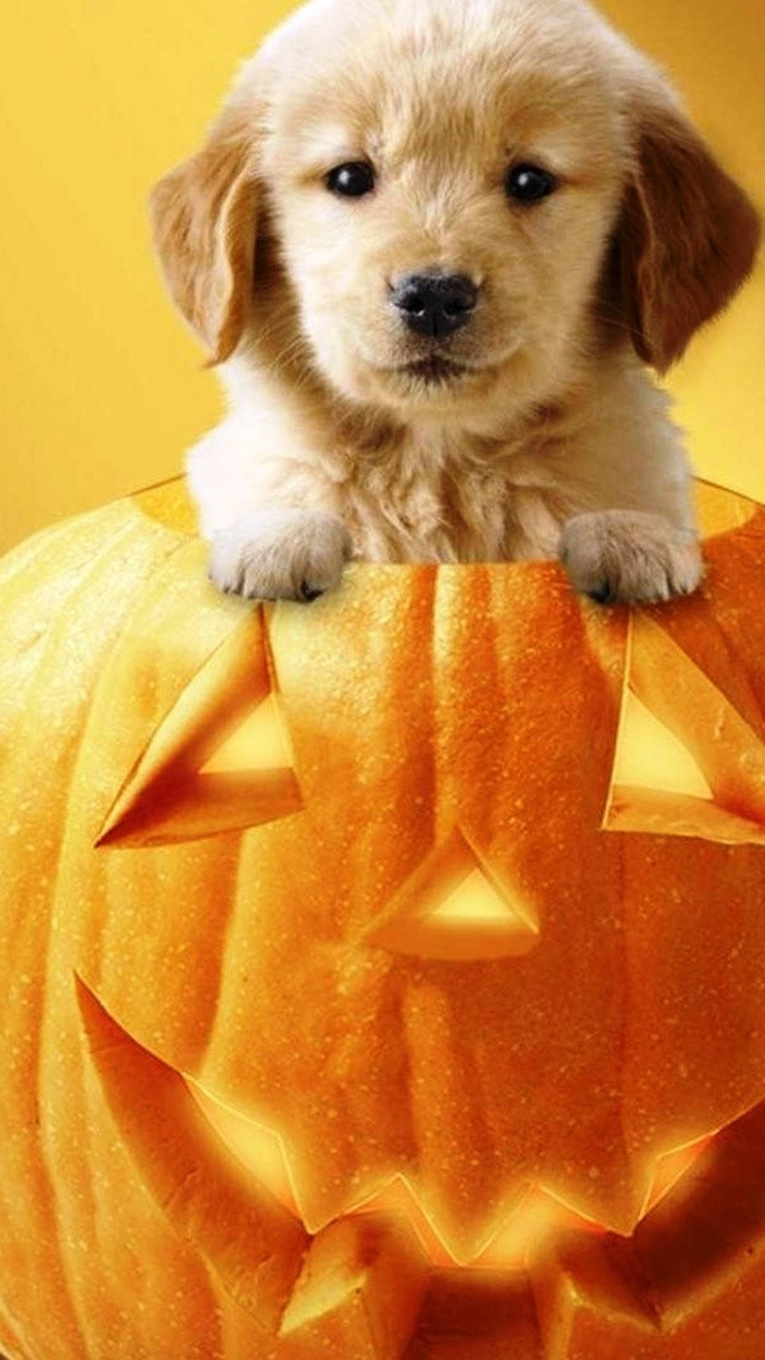 fluffy golden puppy, glowing orange jack-o'-lantern, warm yellow background, Full HD Phone Wallpaper
