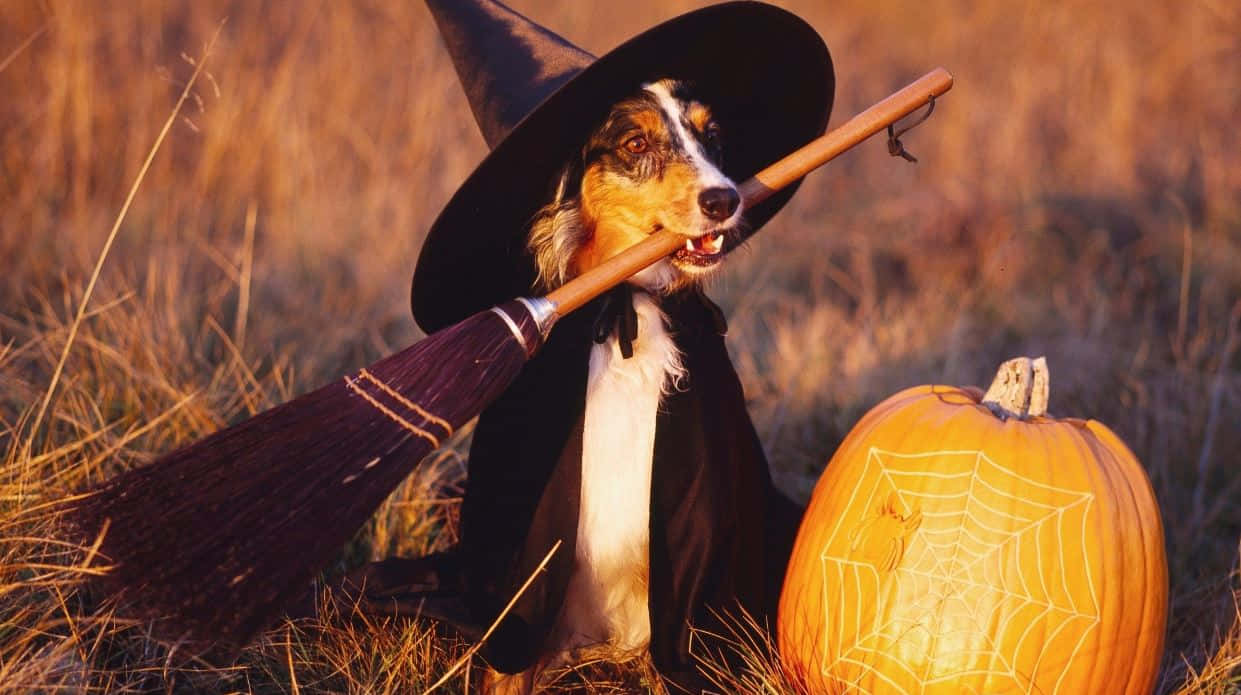 witch, broom, cape, SD Desktop Wallpaper