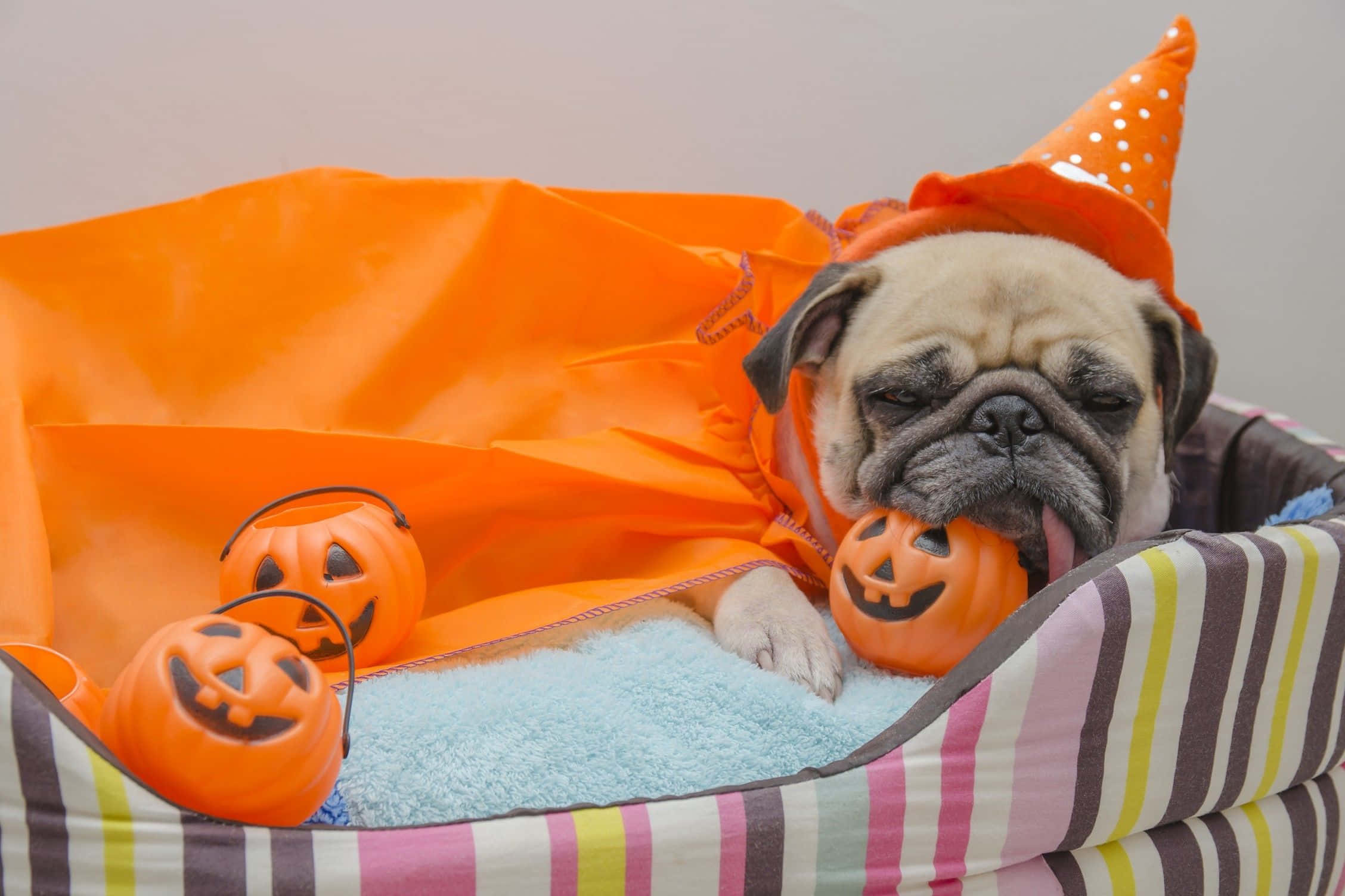 pug dog, orange Halloween costume, striped bed, Full HD Desktop Wallpaper