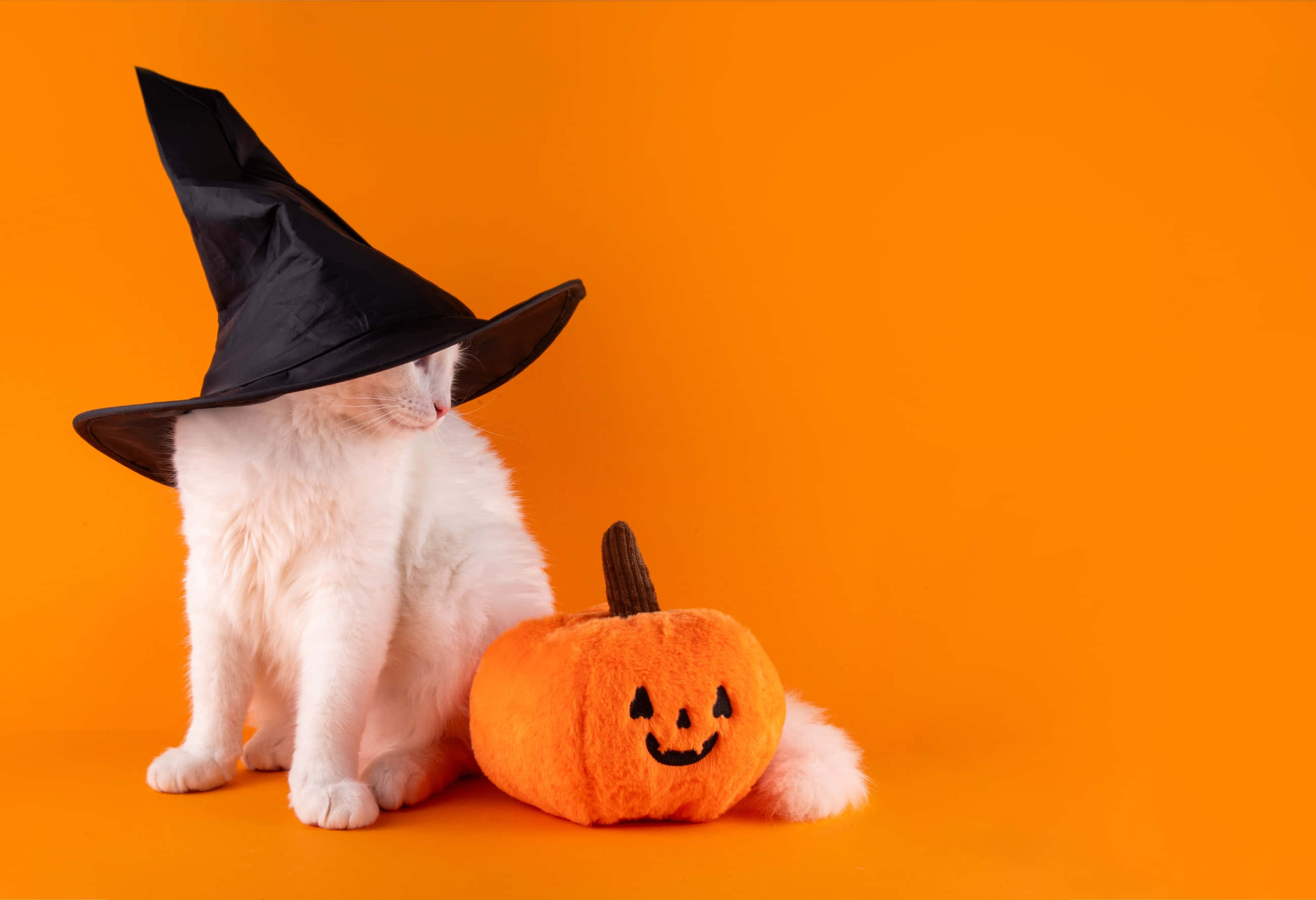fluffy white cat, black witch hat, smiling orange plush pumpkin, 2K Desktop Wallpaper