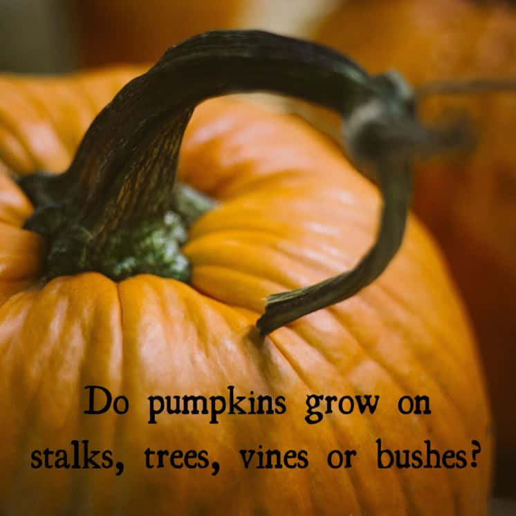 Halloween Trivia, vibrant orange pumpkin, thick curved stem, SD Desktop Wallpaper