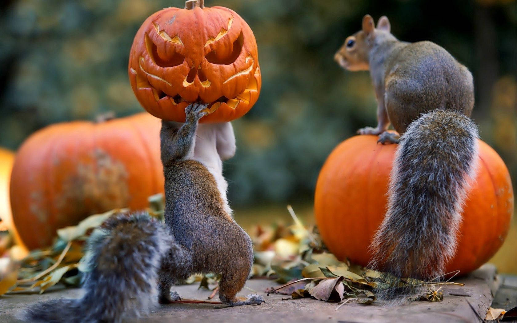 squirrels, pumpkin, jack-o-lantern, HD Desktop Wallpaper