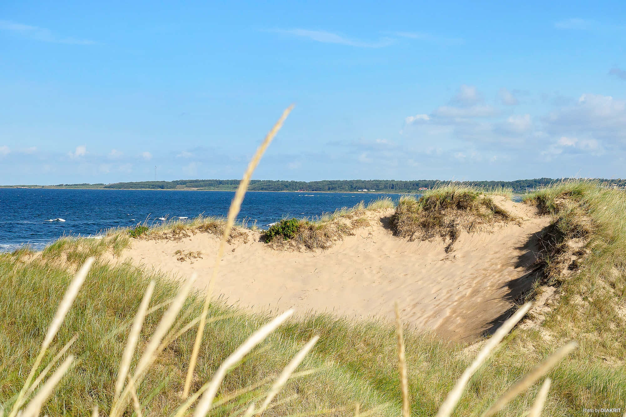 Halmstad, coastal dunes path, golden grasses, Full HD Desktop Wallpaper