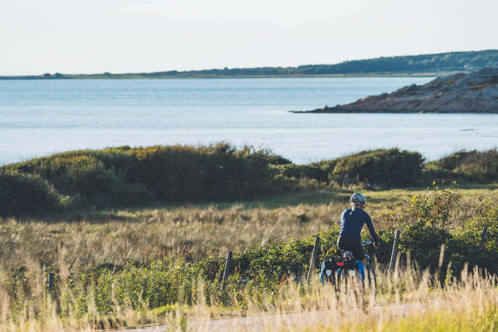 cyclist, coastal path, golden grasses, HD Desktop Wallpaper