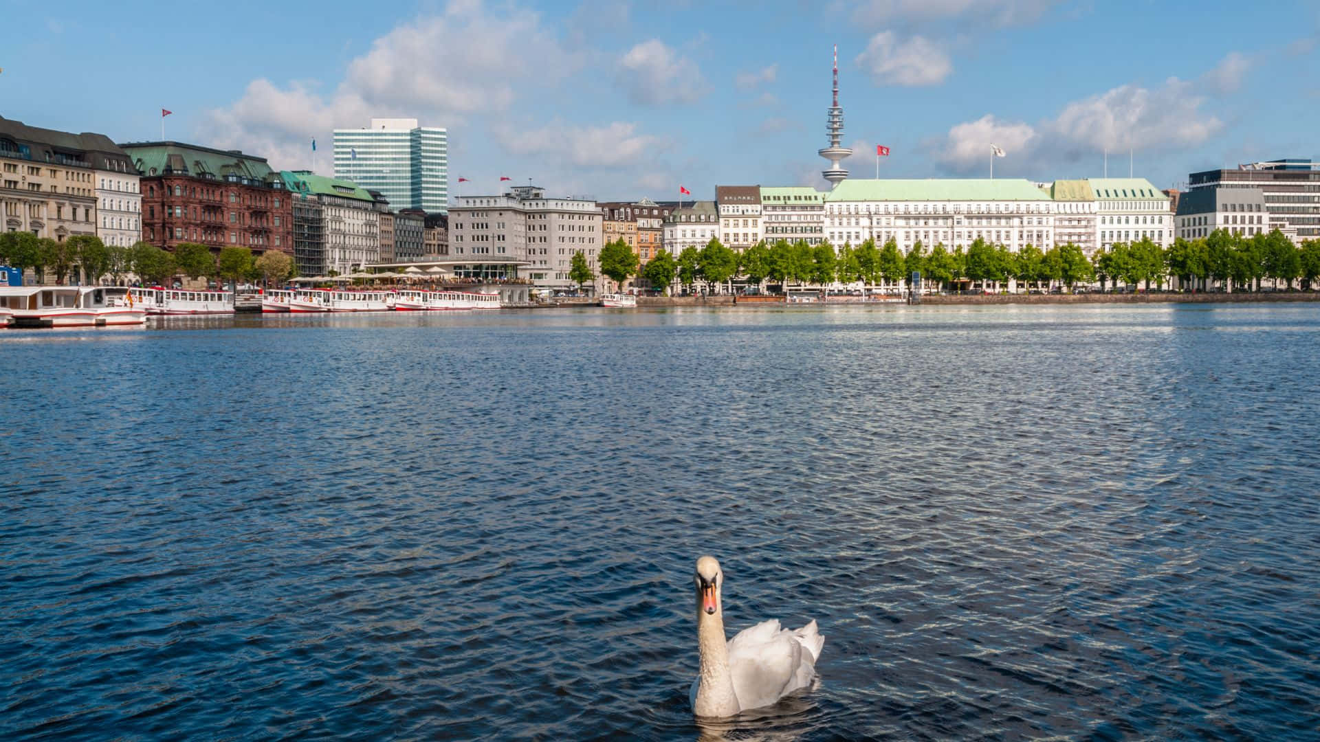 Hamburg, white swan, calm blue water, Full HD Desktop Wallpaper
