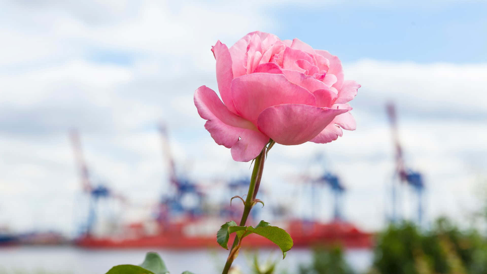 Hamburg, pink rose, industrial port, Full HD Desktop Wallpaper