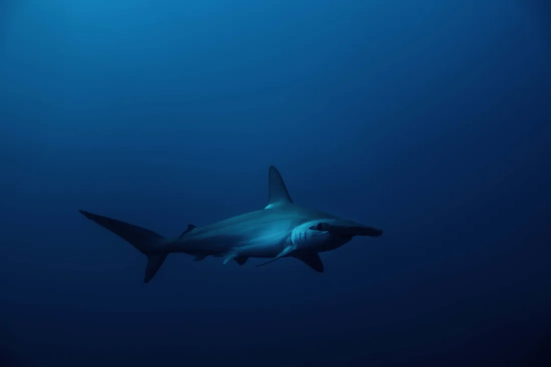 Hammerhead Shark Wallpapers