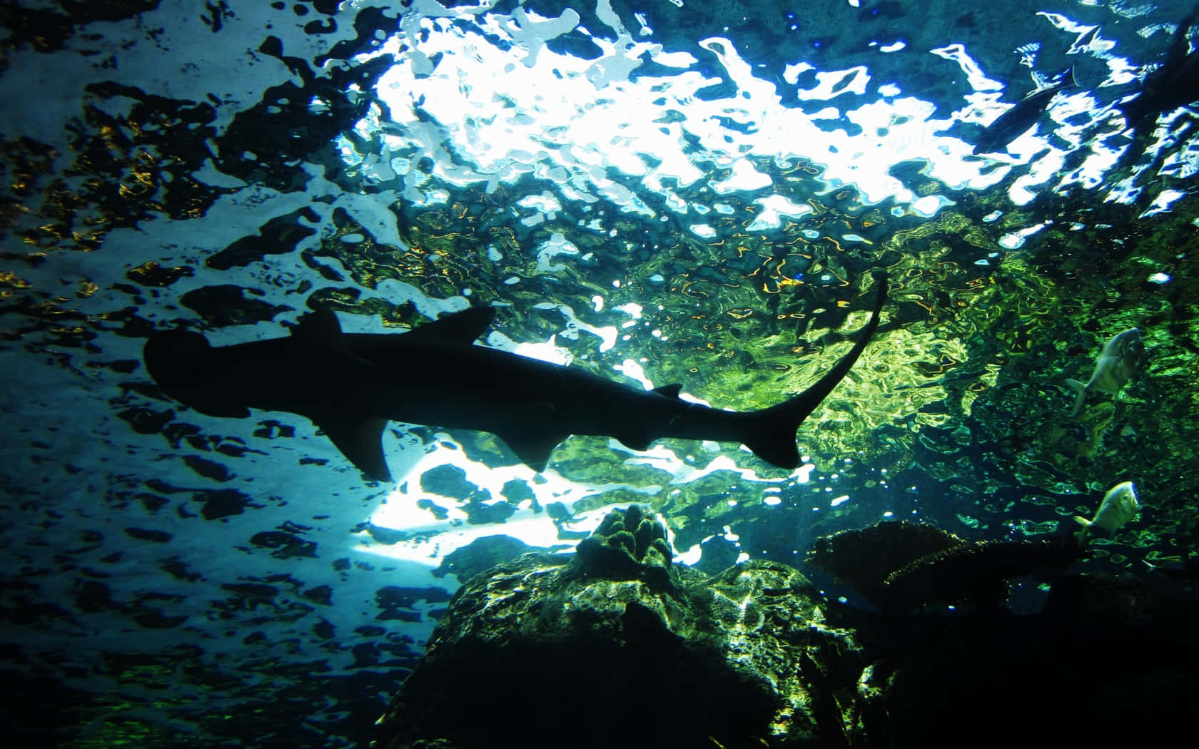 hammerhead shark, turquoise water, rocky ocean floor, HD Desktop Wallpaper