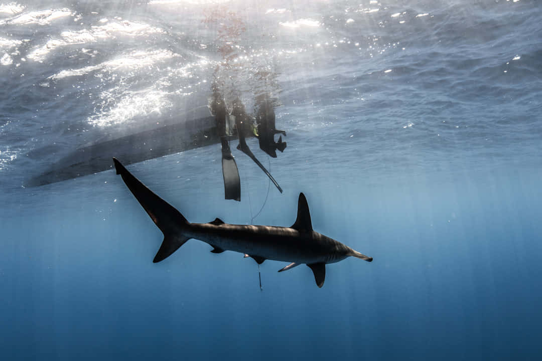 hammerhead shark, ocean, clear blue water, SD Desktop Wallpaper
