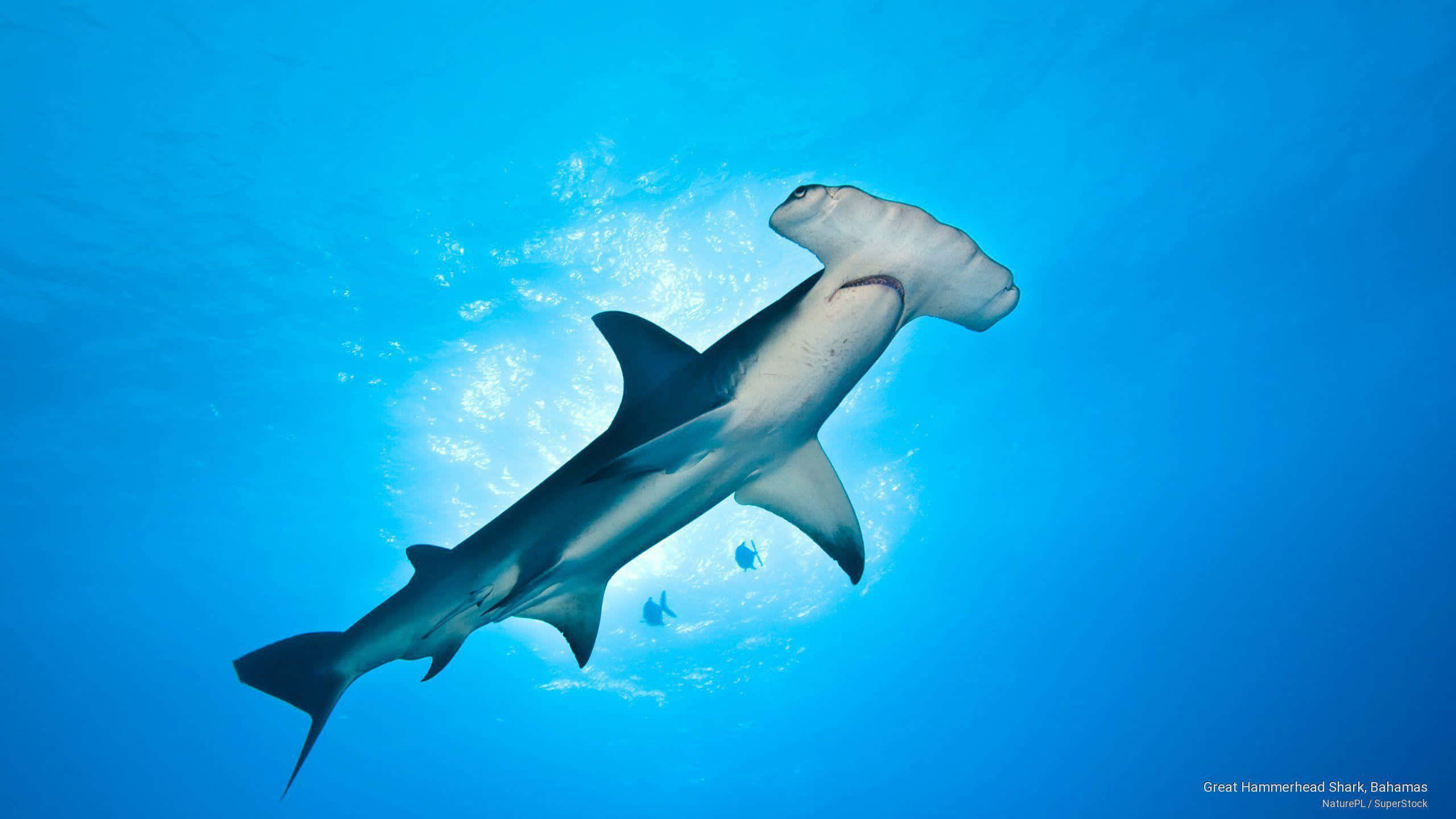Hammerhead Shark, clear blue ocean water, sunlight filtering from above, 2K Desktop Wallpaper