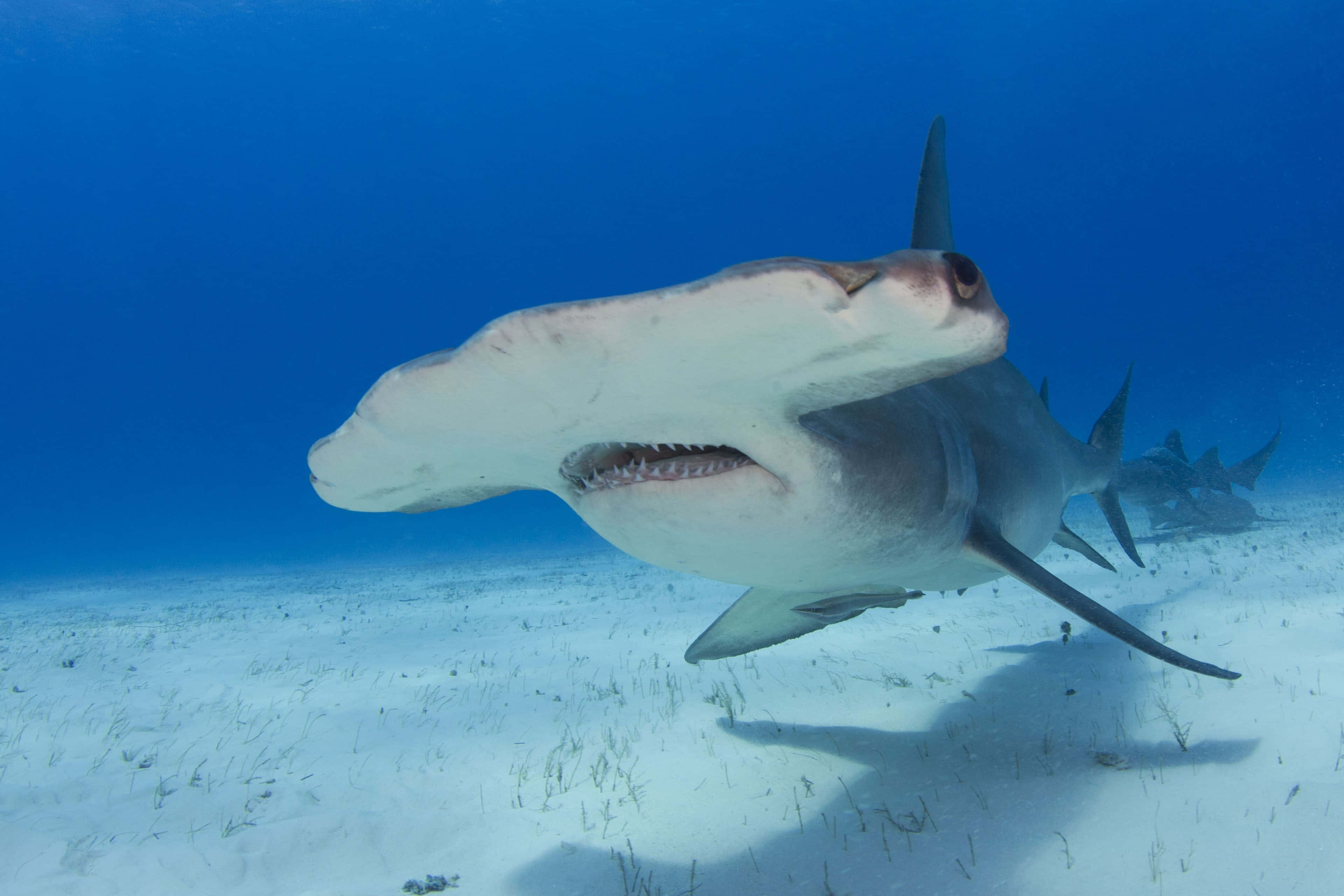 Hammerhead Shark, sandy ocean floor, sunlit, 4K Desktop Wallpaper