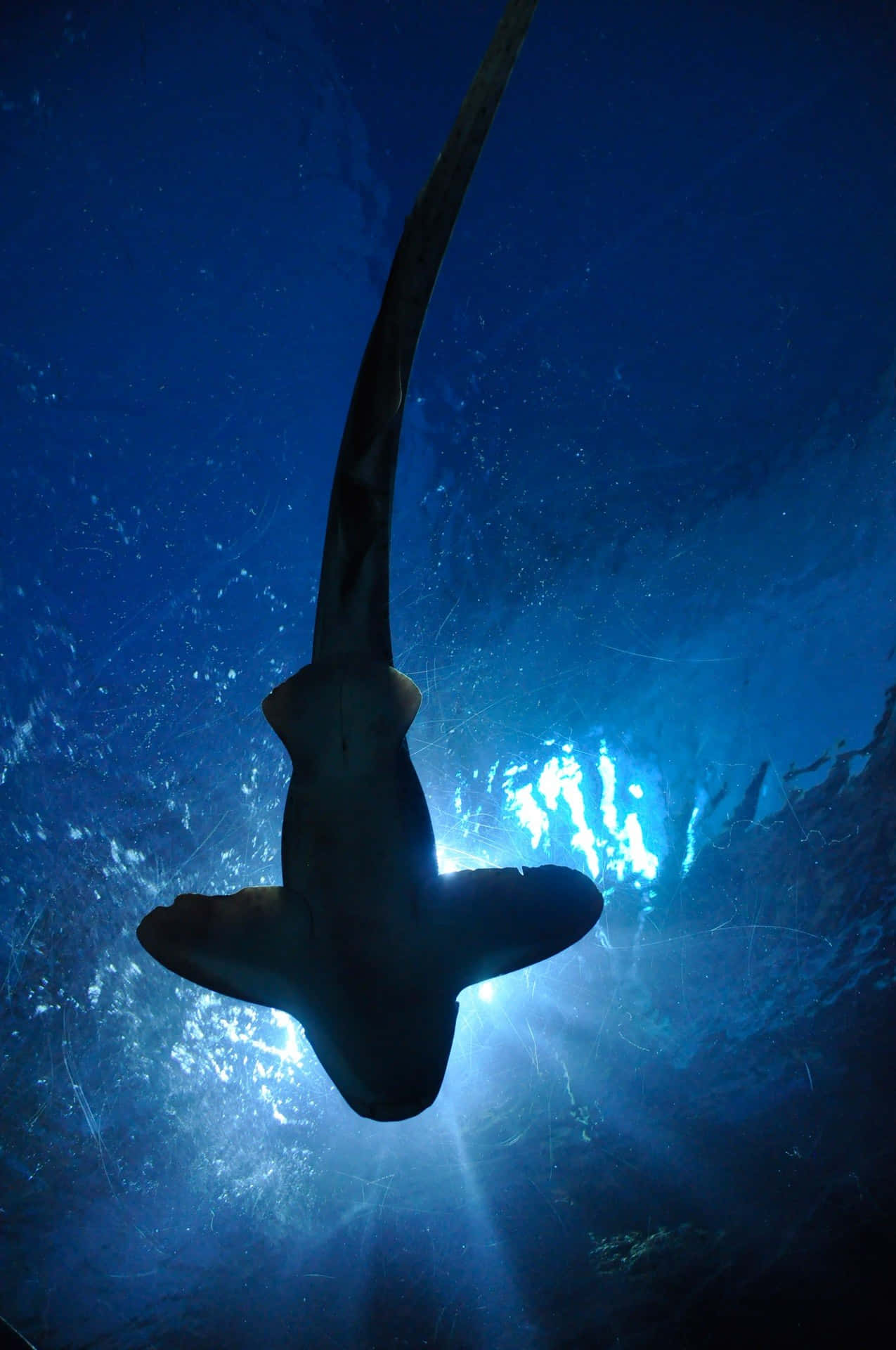 Hammerhead Shark, deep blue, underwater shot, Full HD Phone Wallpaper