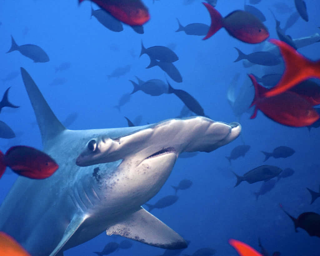 Hammerhead Shark, clear blue water, vibrant red fish, SD Desktop Wallpaper