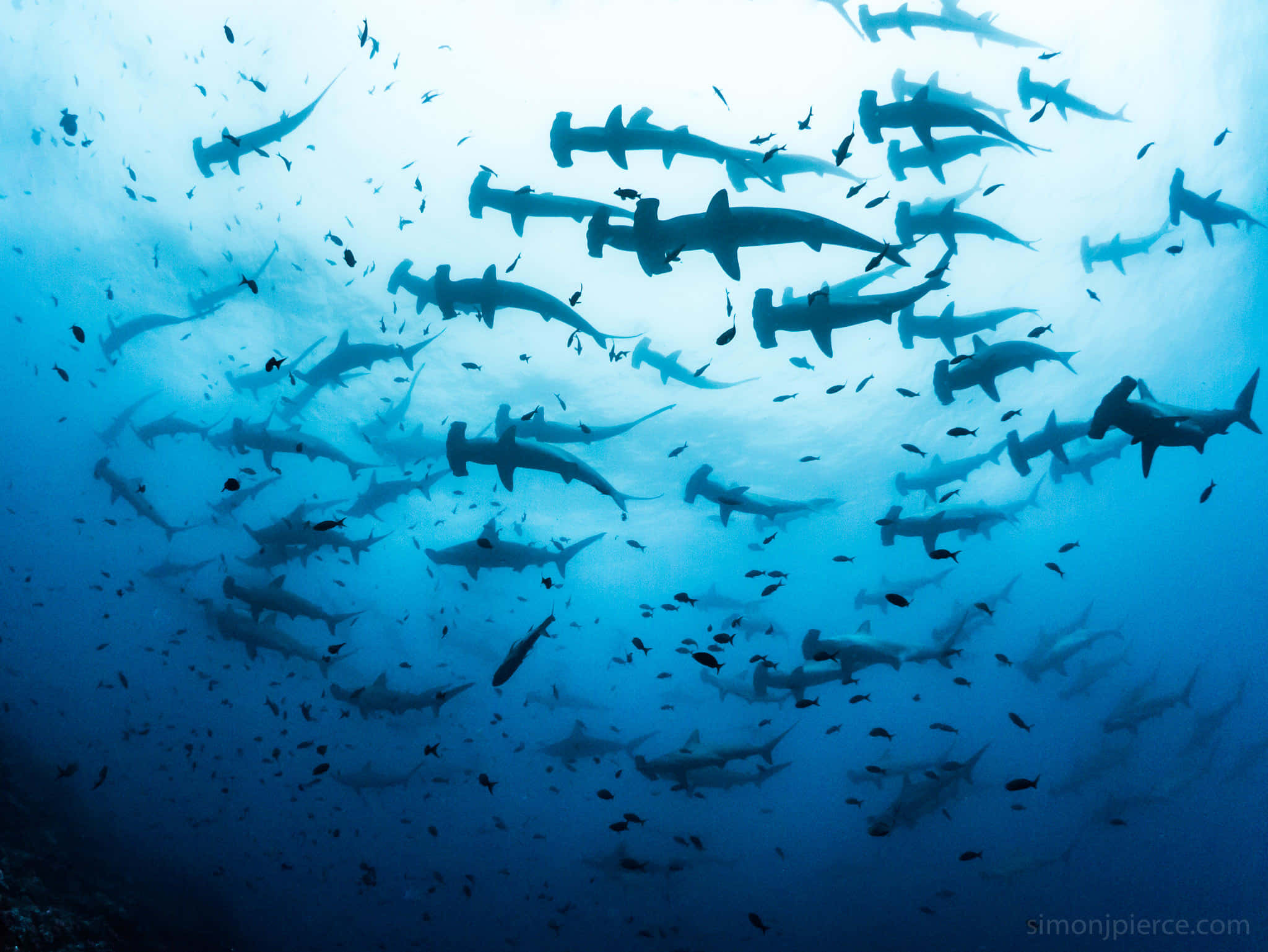 Hammerhead Shark, tropical waters, deep blue ocean waters, Full HD Desktop Wallpaper