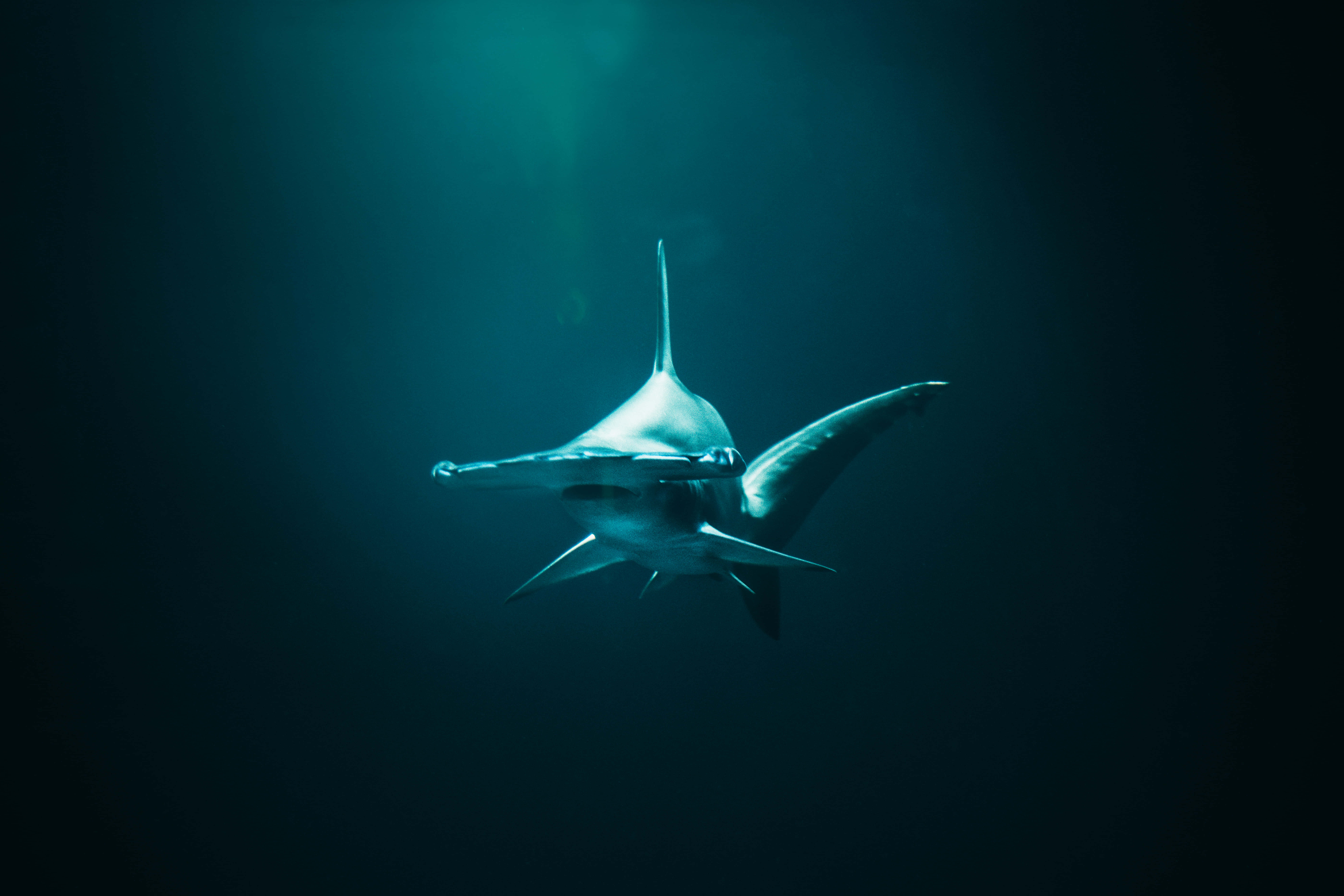 Hammerhead Shark, deep blue ocean water, beam of light from above, 8K Desktop Wallpaper