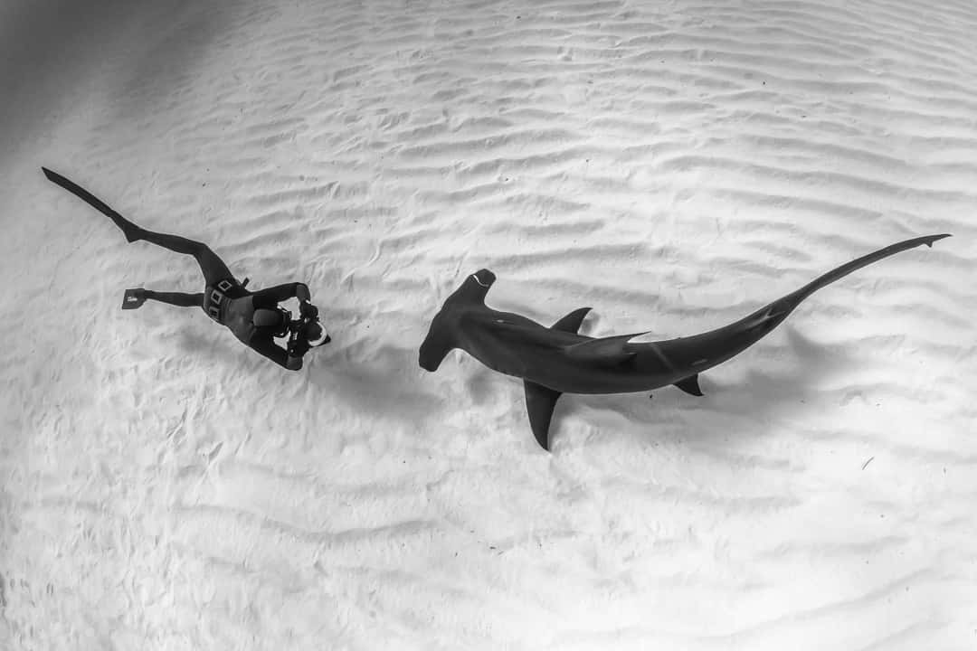 hammerhead shark, black gear, monochrome, SD Desktop Wallpaper