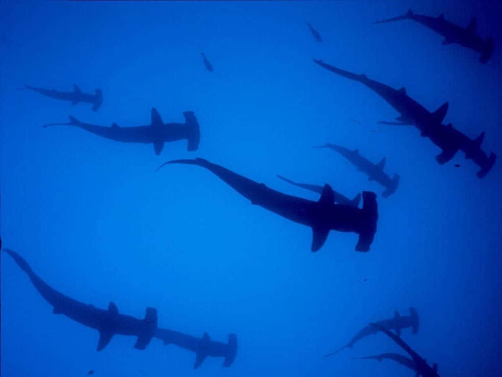 hammerhead shark, deep blue ocean waters, underwater scene, SD Desktop Wallpaper
