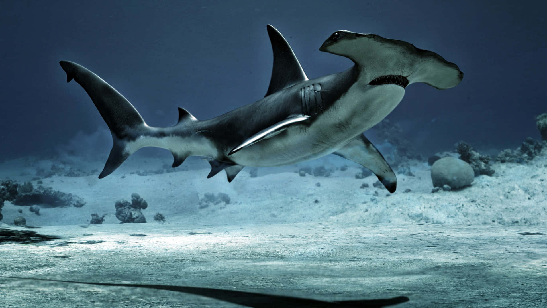hammerhead shark, ocean, sandy ocean floor, Full HD Desktop Wallpaper