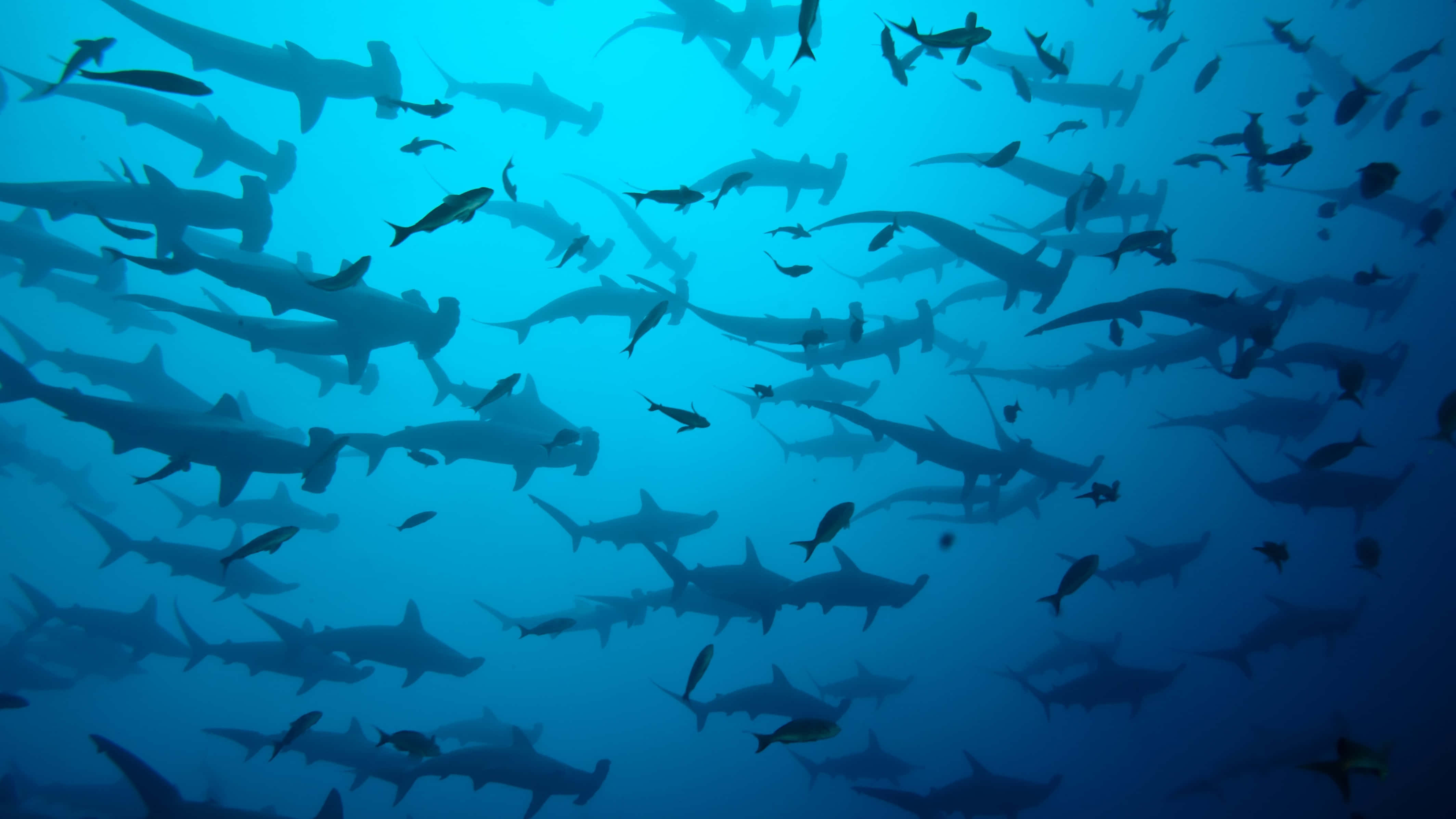 Hammerhead Shark, deep blue ocean water, school of hammerhead sharks, 4K Desktop Wallpaper