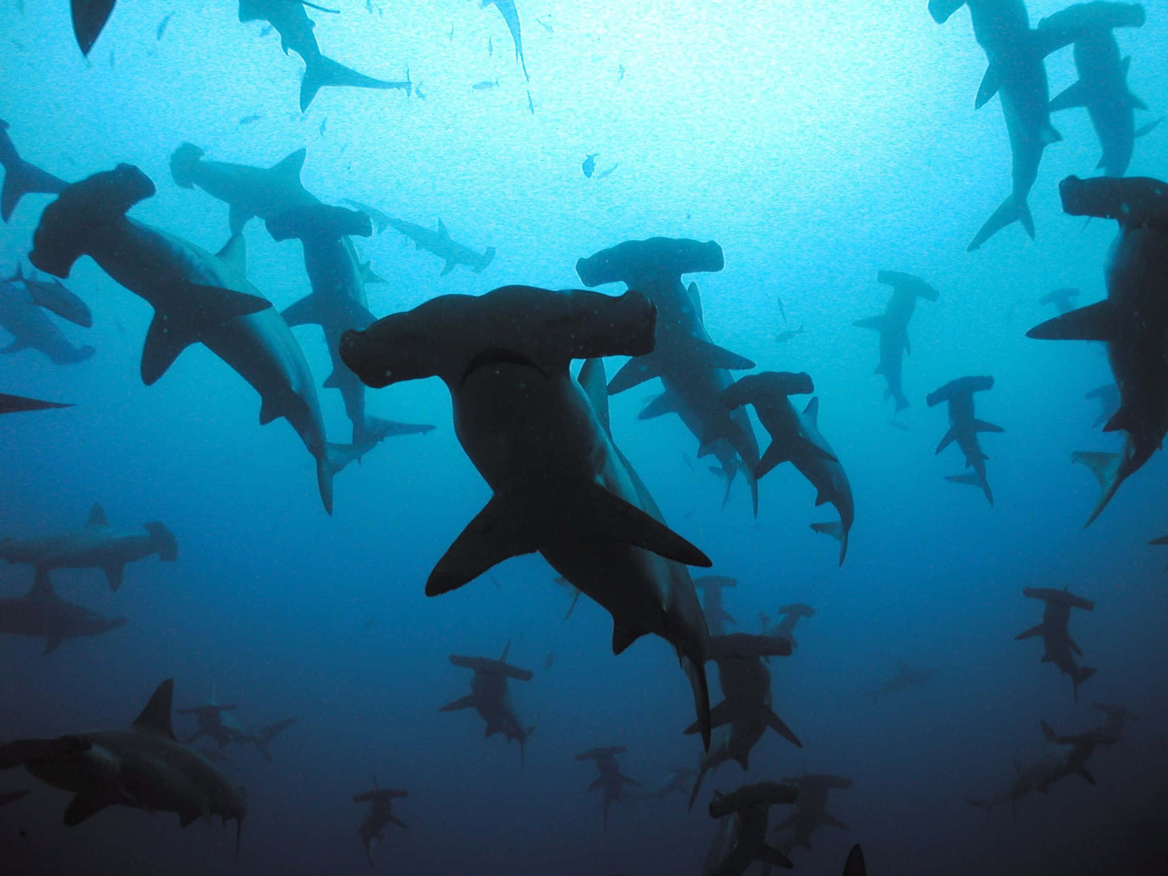 hammerhead shark, school of hammerhead sharks, deep blue ocean water, Full HD Desktop Wallpaper