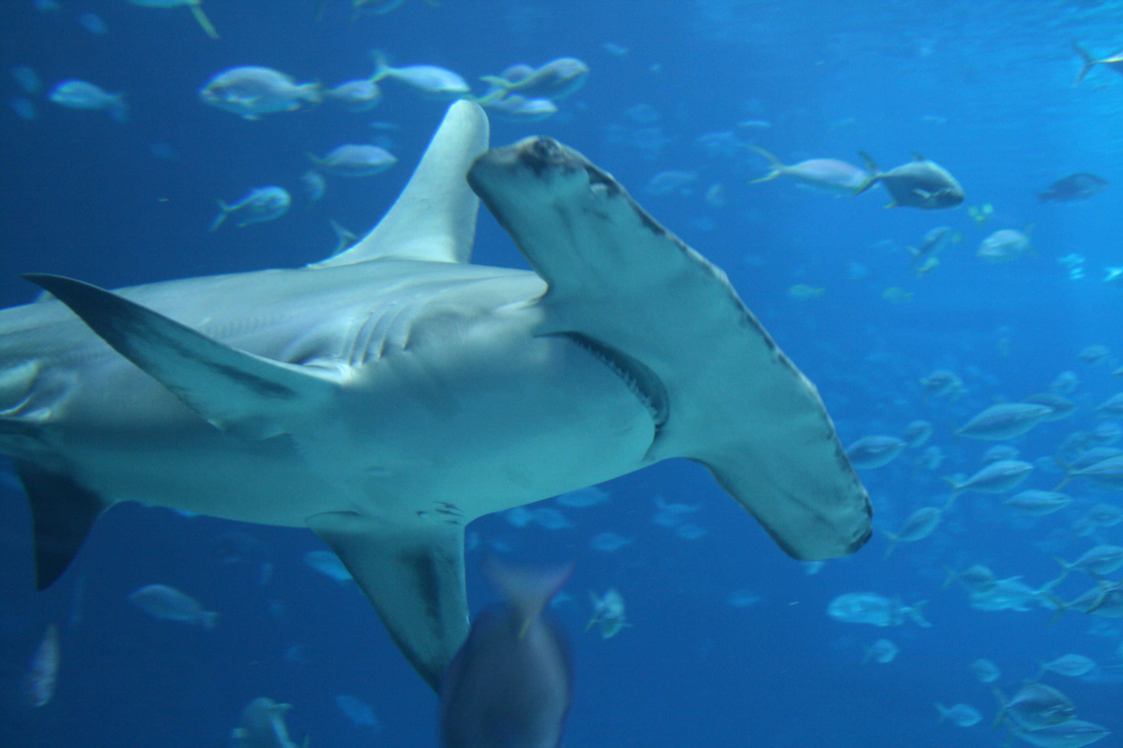 hammerhead shark, clear blue ocean water, school of smaller fish, 4K Desktop Wallpaper