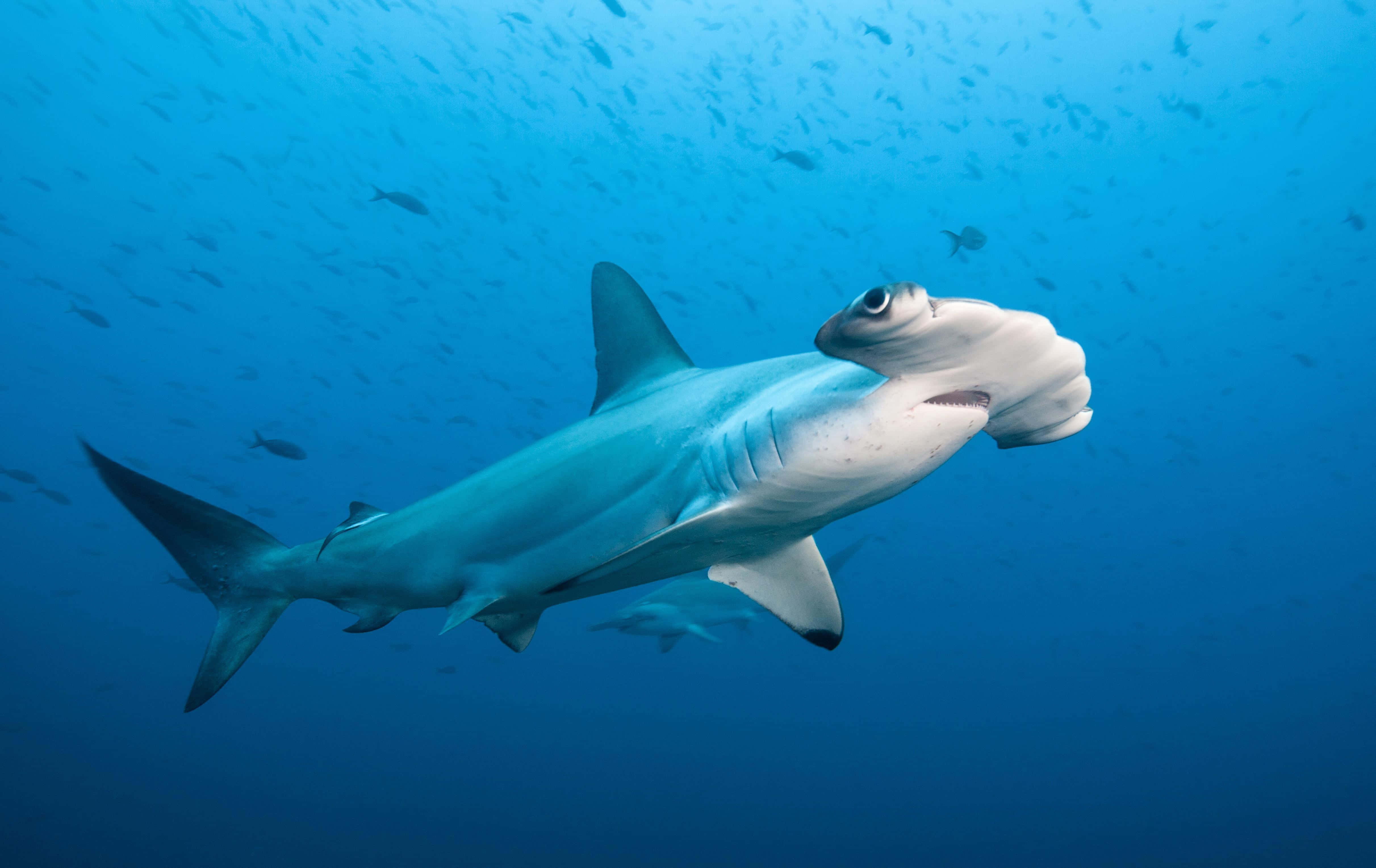hammerhead shark, clear blue ocean waters, scattered small fish, 4K Desktop Wallpaper