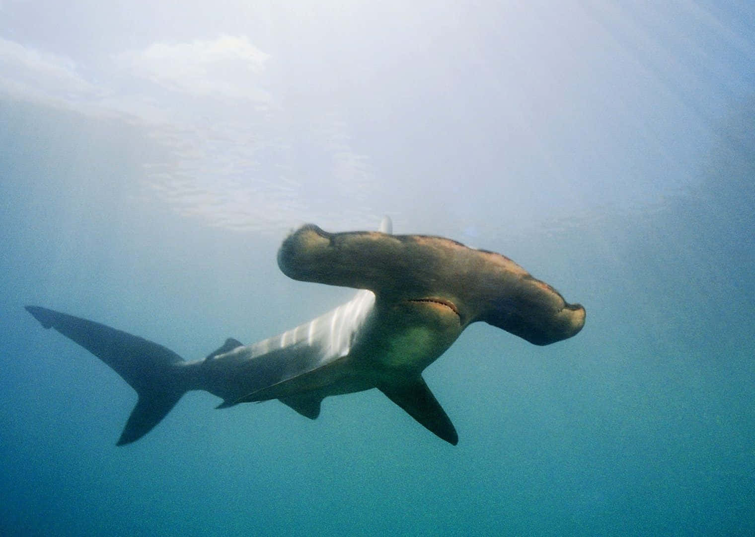 hammerhead shark, blue sea, clear blue ocean water, HD Desktop Wallpaper