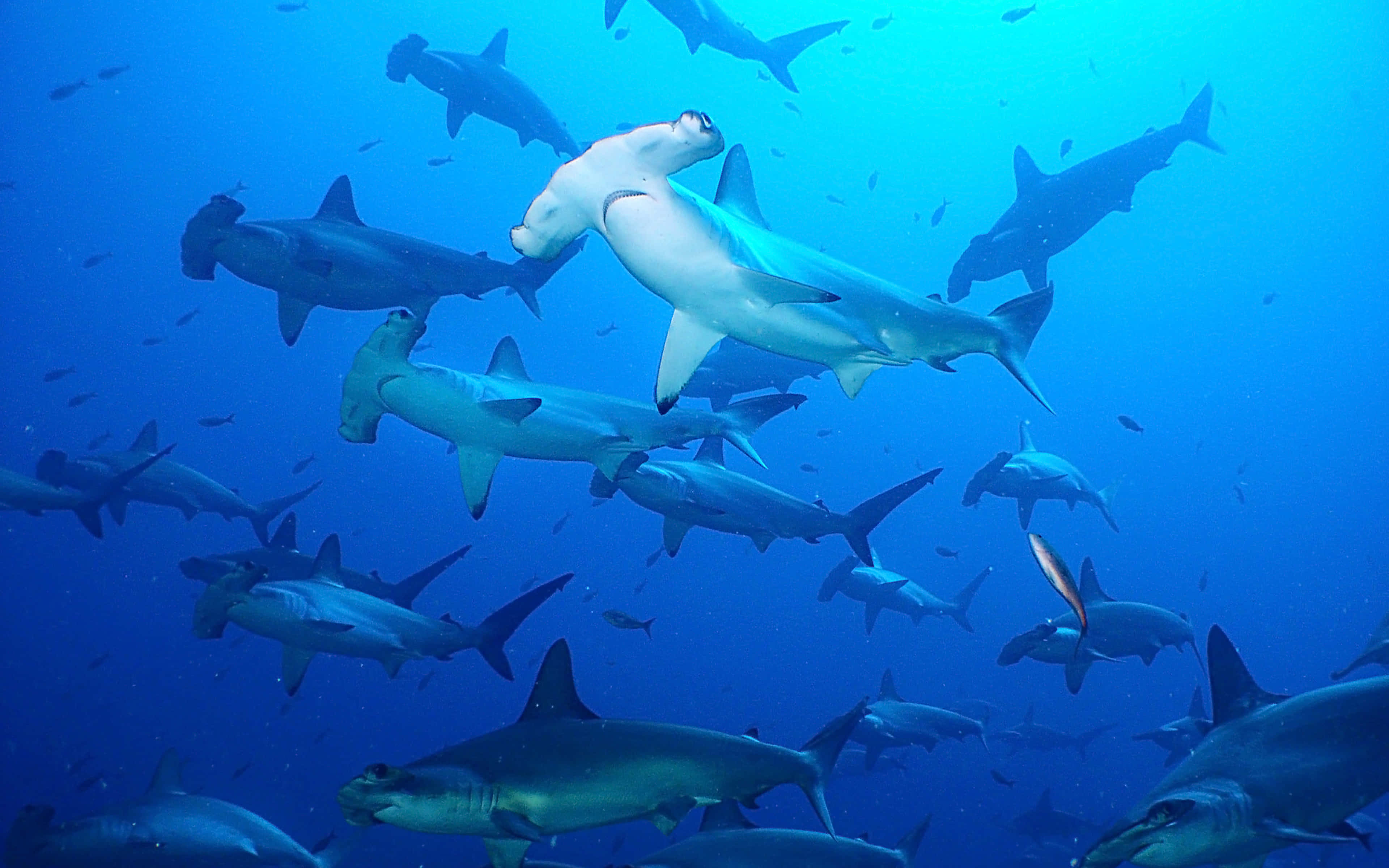hammerhead shark, school of hammerhead sharks, clear blue ocean waters, 4K Desktop Wallpaper