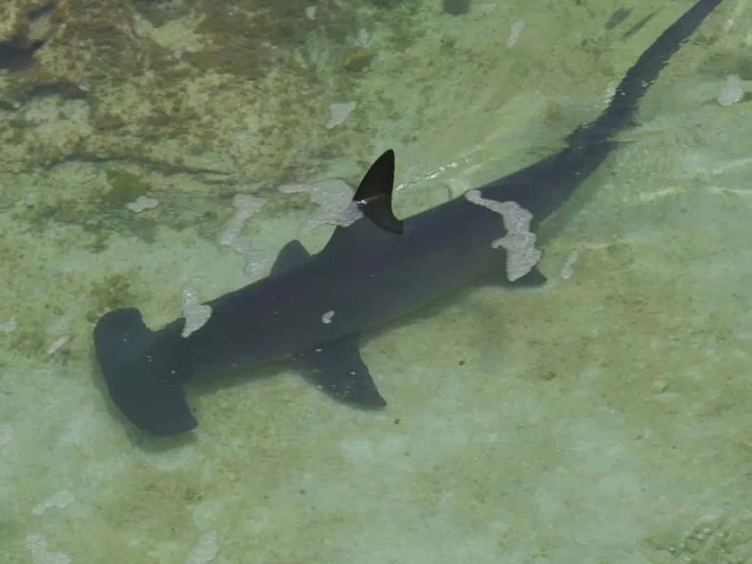 Hammerhead Shark, turquoise water, sandy ocean floor, SD Desktop Wallpaper