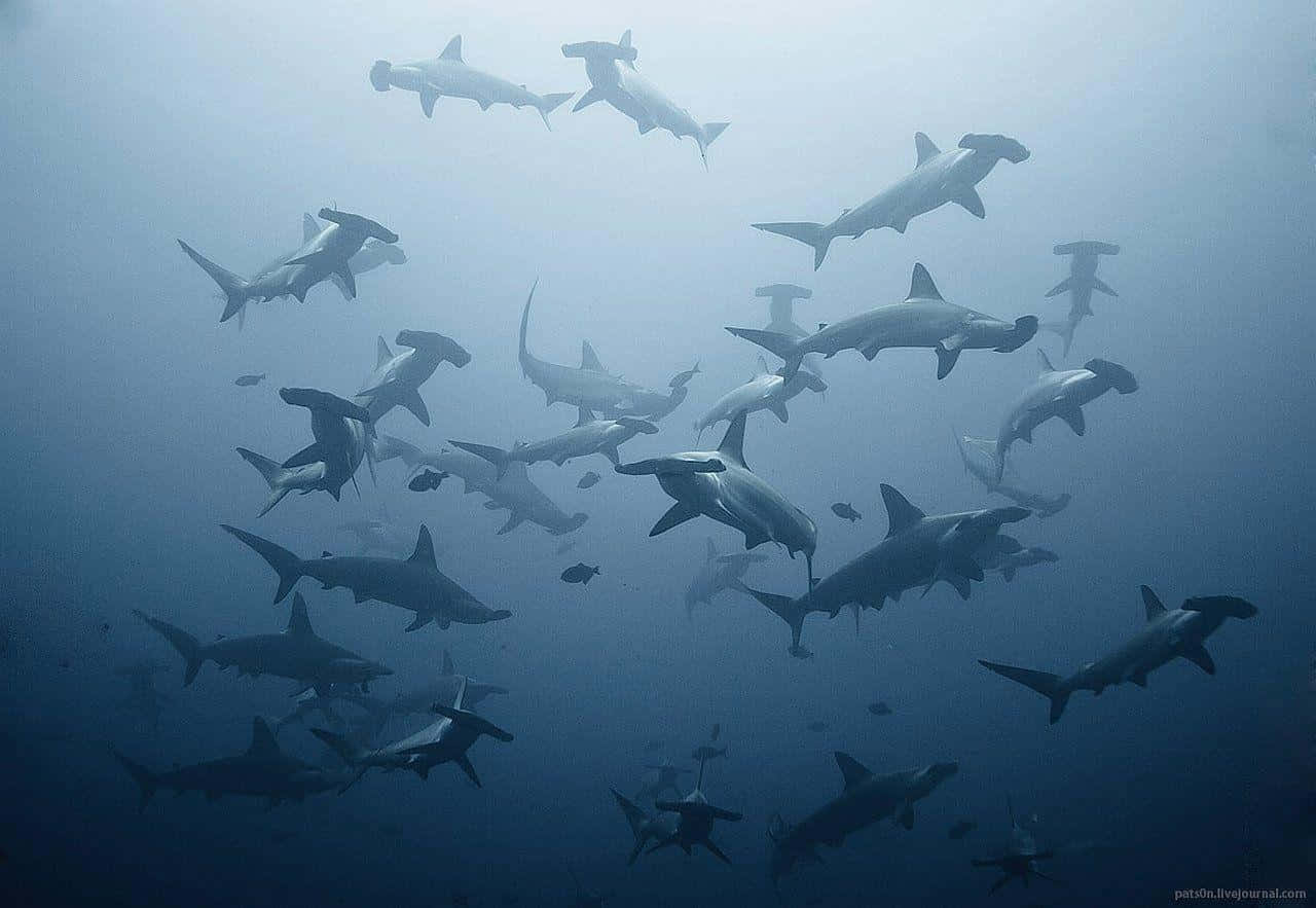 hammerhead shark, school of hammerhead sharks, hazy blue ocean depths, HD Desktop Wallpaper