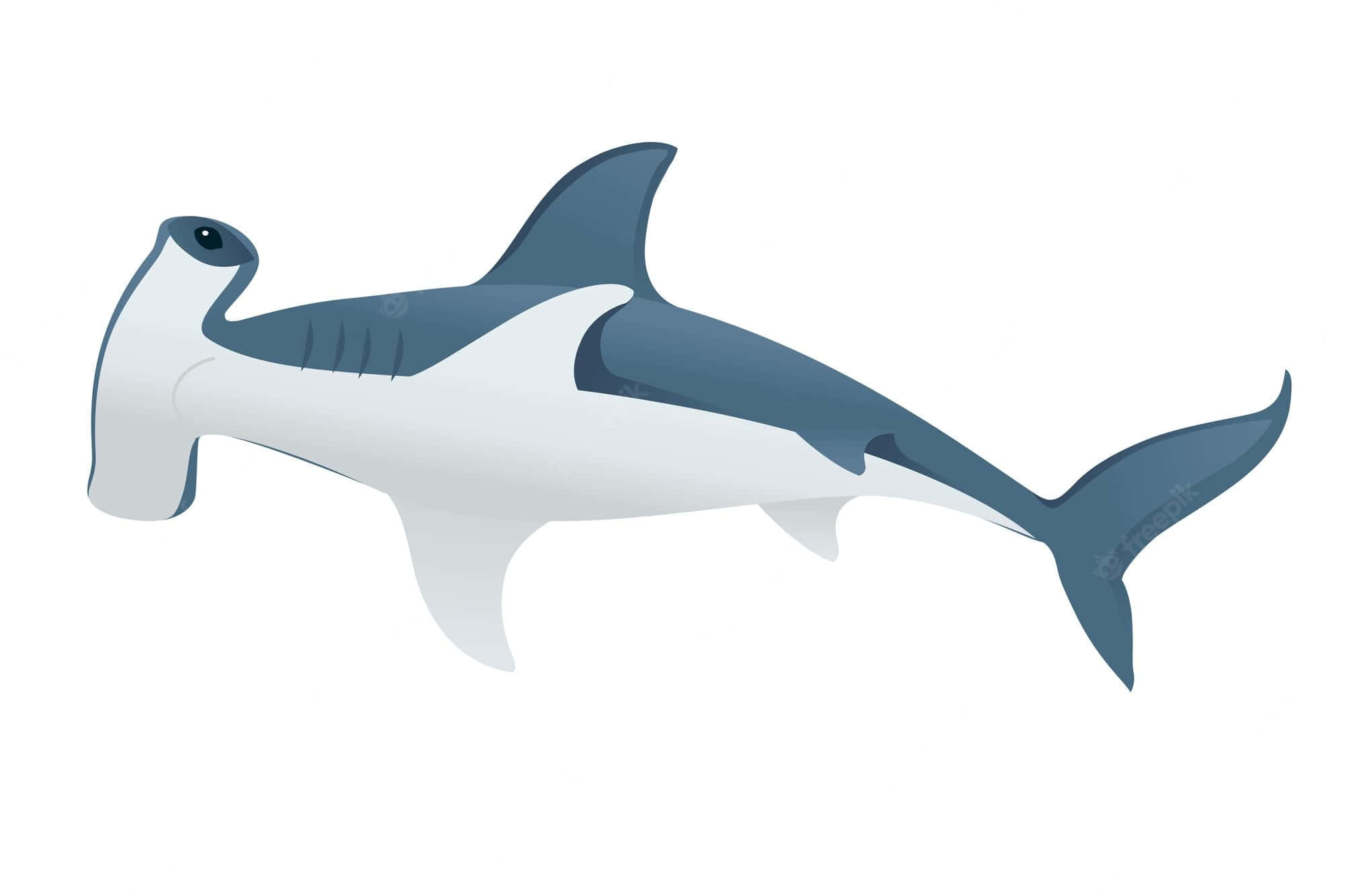 hammerhead shark, sleek blue and white gradient body, clean white background, Full HD Desktop Wallpaper
