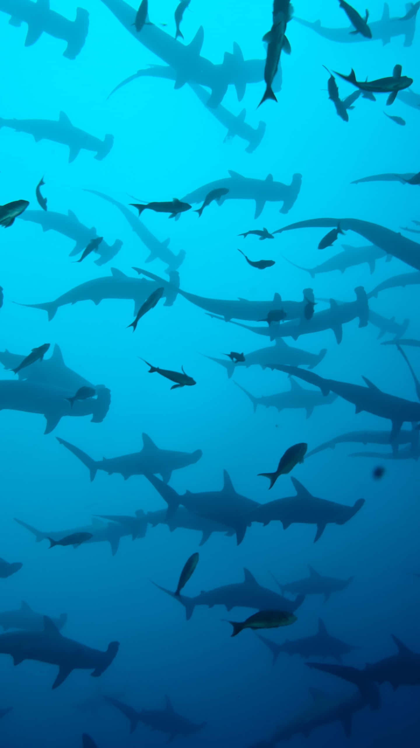 hammerhead shark, school of hammerhead sharks, deep blue ocean water, 2K Phone Wallpaper