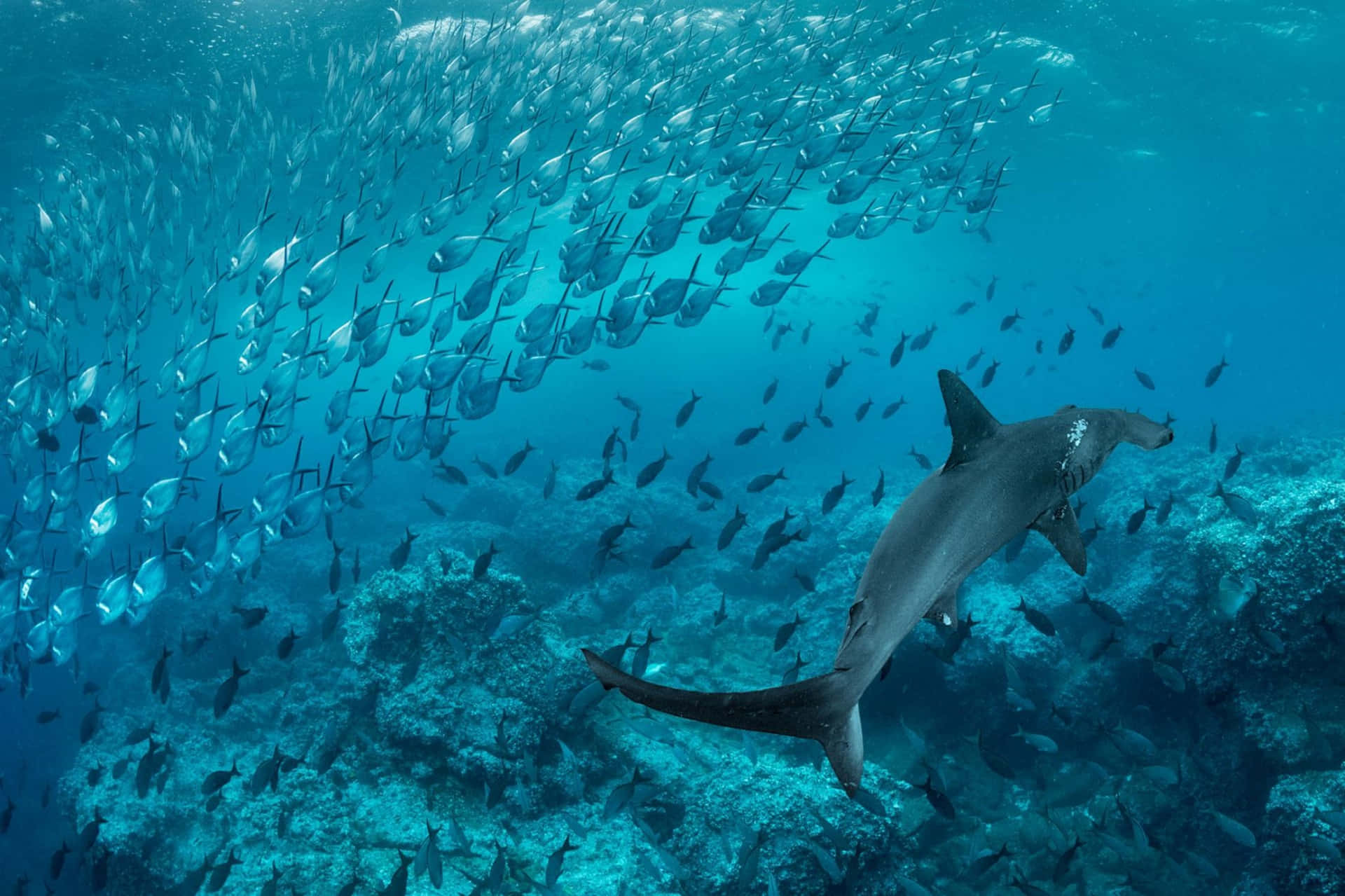 hammerhead shark, turquoise waters, swirling school of fish, Full HD Desktop Wallpaper