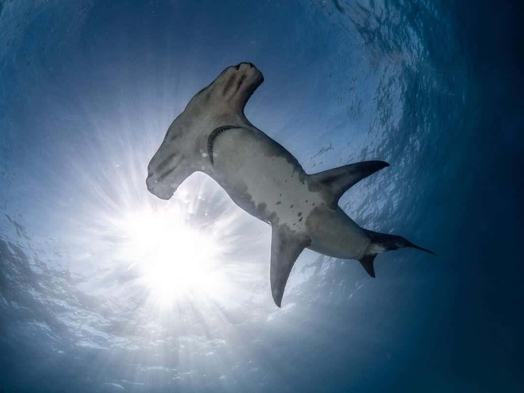 hammerhead shark, coral reef, clear blue water, SD Desktop Wallpaper