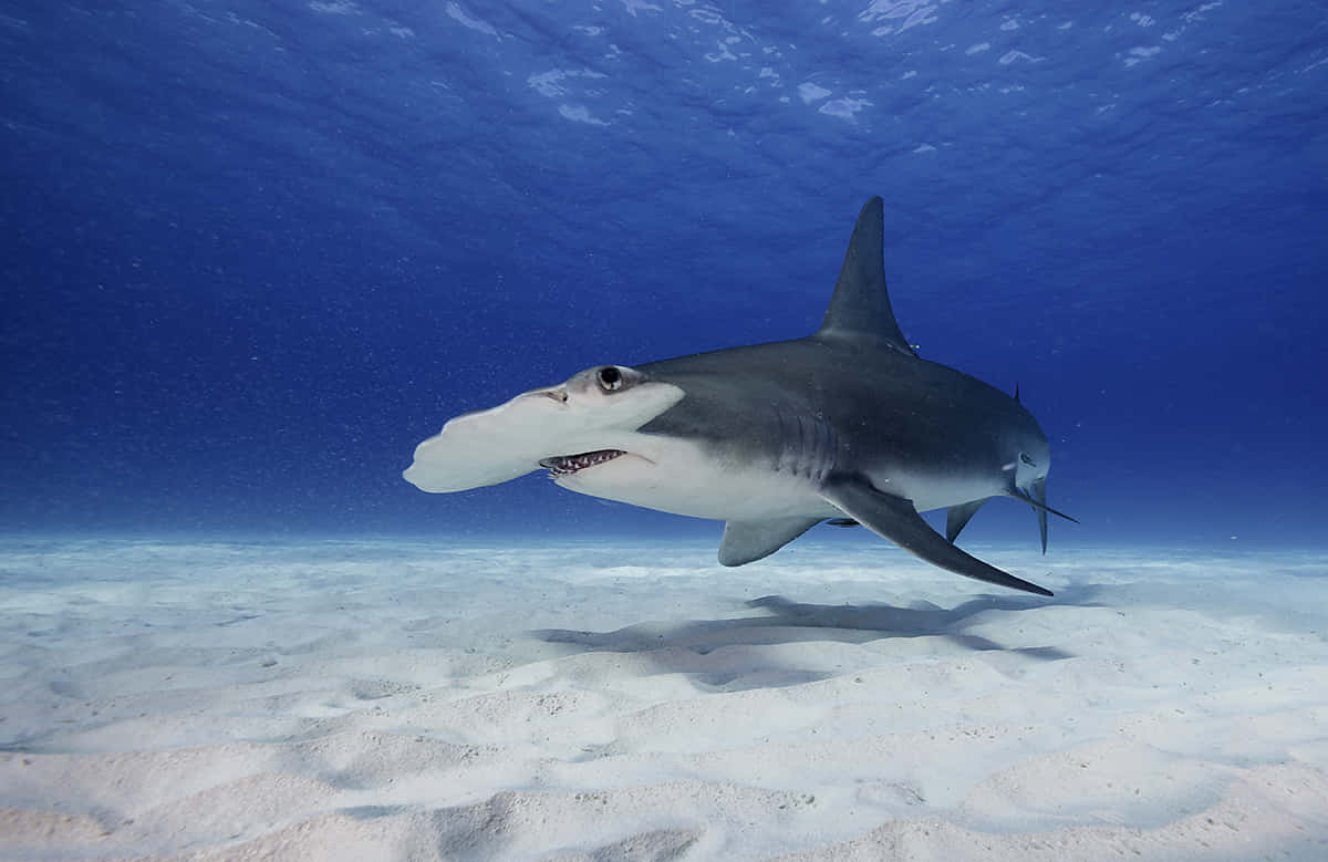 hammerhead shark, ocean, sandy ocean floor, SD Desktop Wallpaper