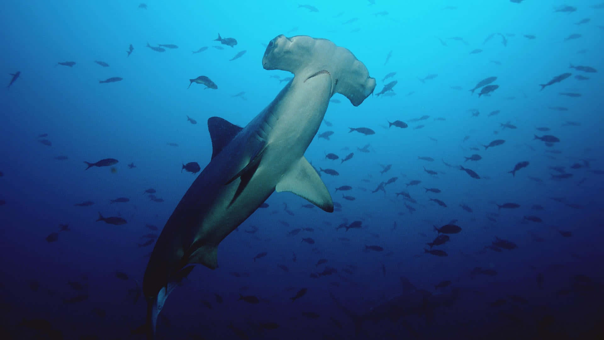 Hammerhead Shark, deep blue ocean waters, school of small fish, Full HD Desktop Wallpaper