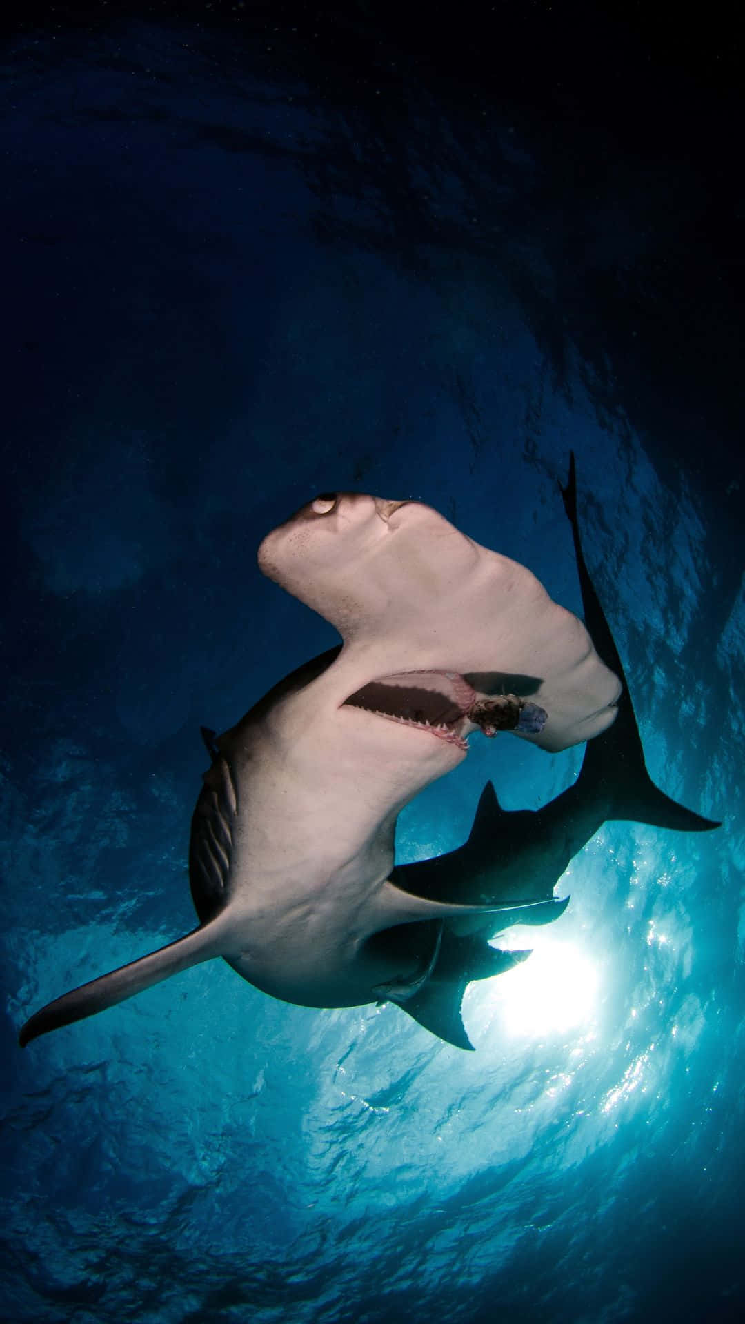 Hammerhead Shark, sunlight, ocean surface, Full HD Phone Wallpaper