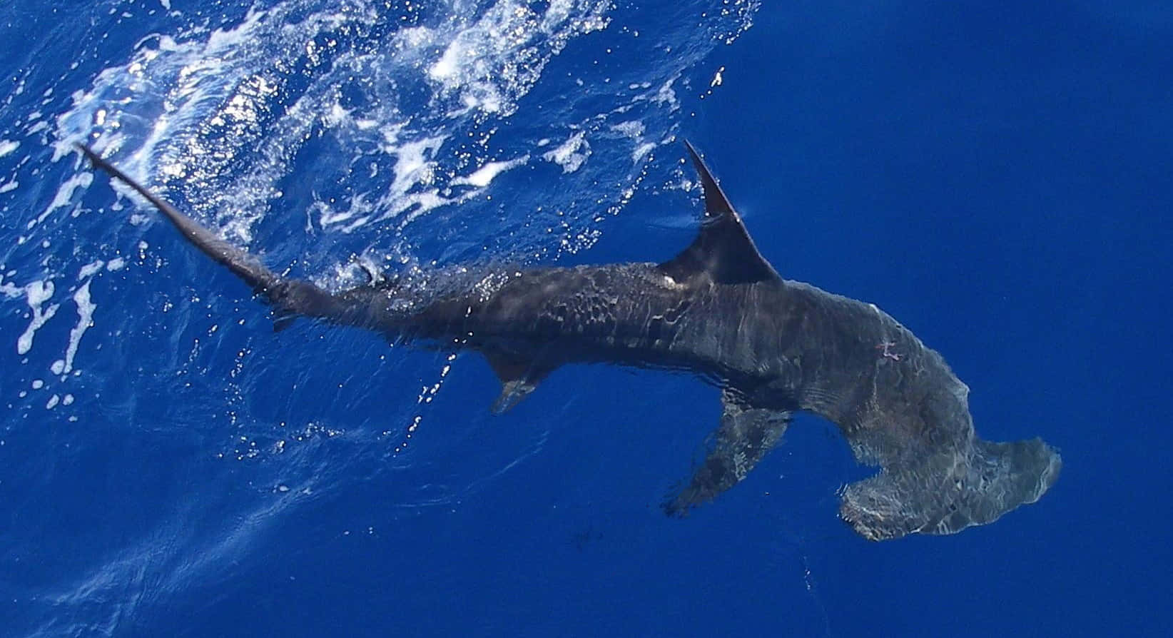 hammerhead shark, vibrant blue ocean waters, white foam, HD Desktop Wallpaper