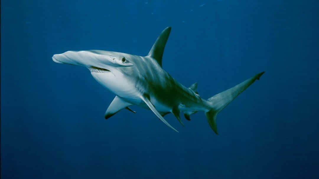Hammerhead Shark, deep blue ocean waters, sunlight filtering from above, SD Desktop Wallpaper