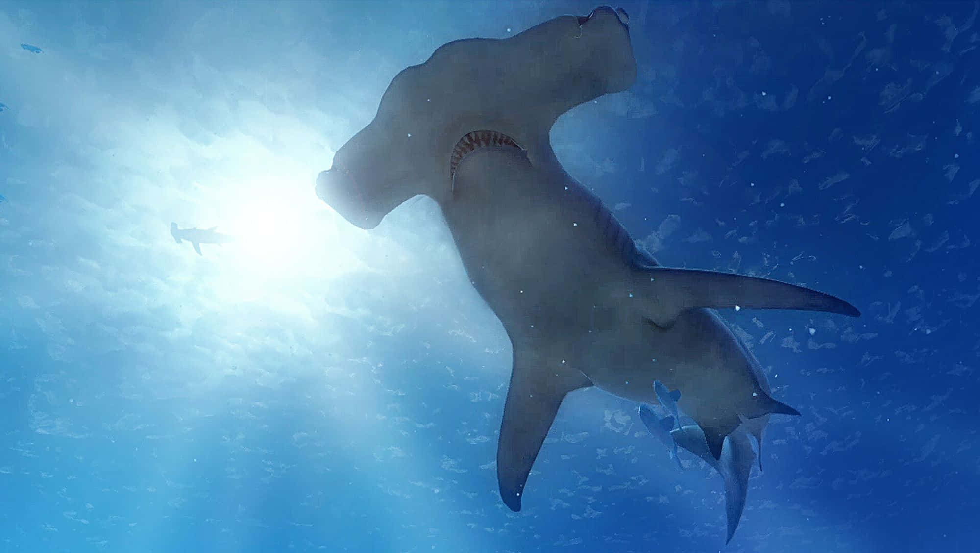 Hammerhead Shark, sunlit blue waters, rays piercing from above, Full HD Desktop Wallpaper