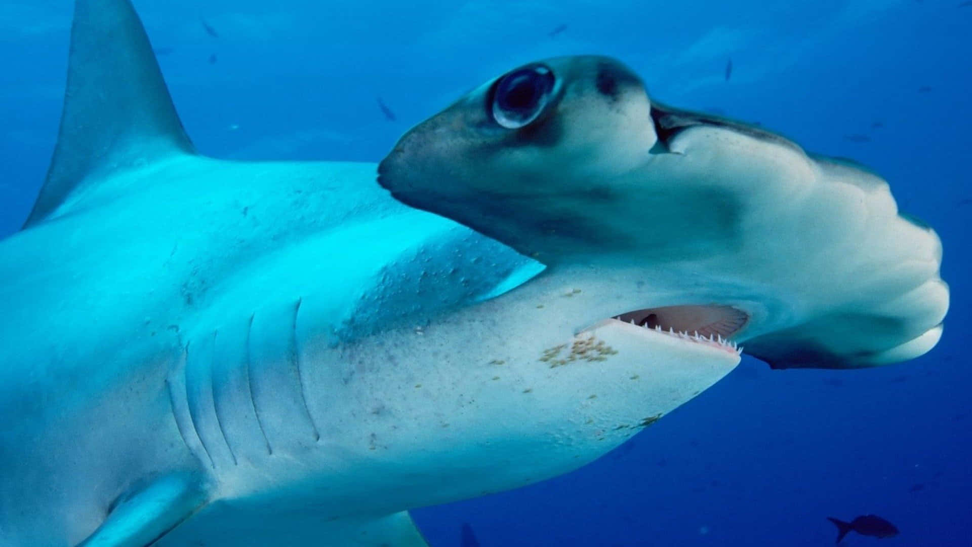 hammerhead shark, clear blue ocean water, distinctive head shape, Full HD Desktop Wallpaper