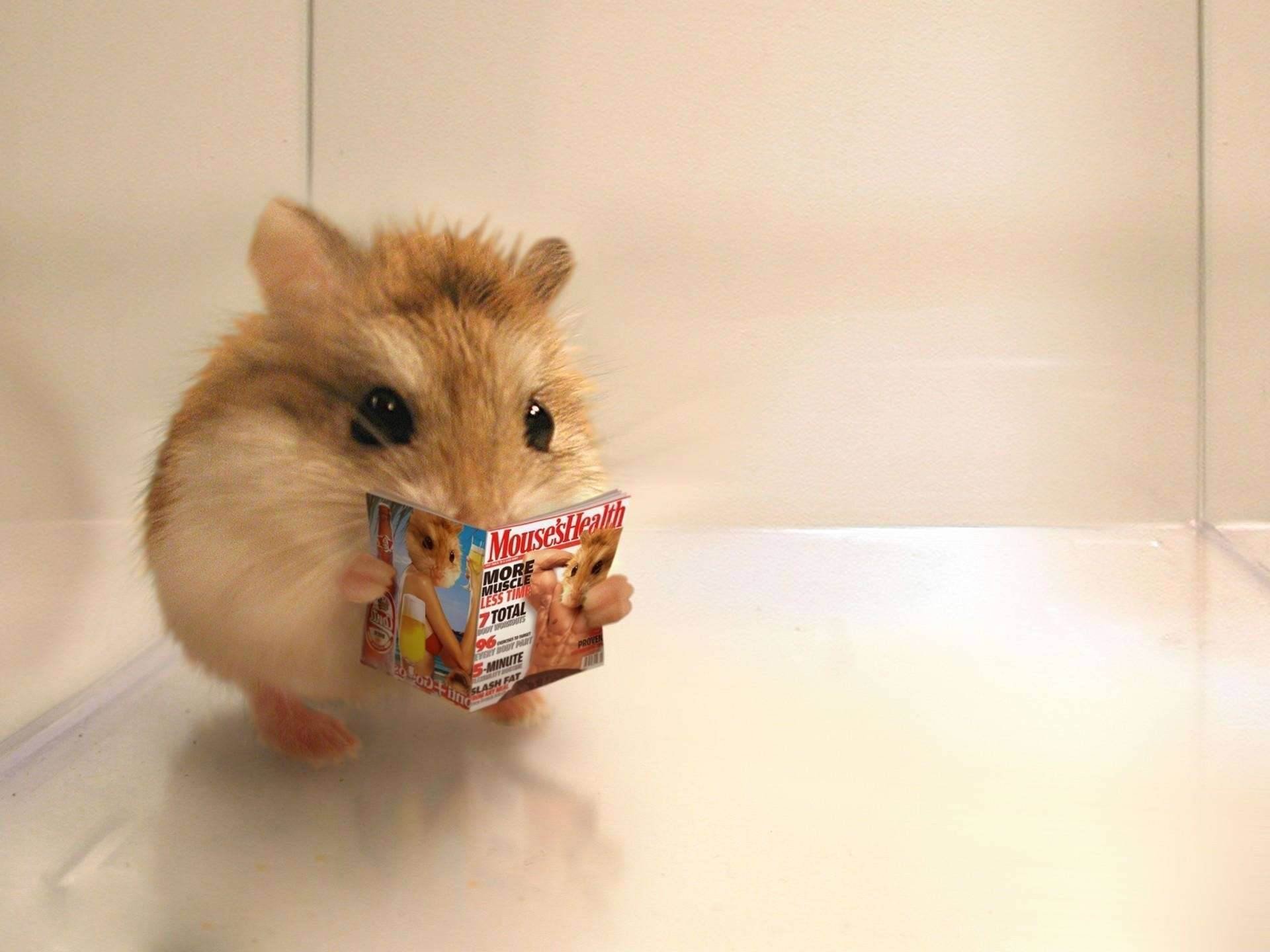 Hamster Meme, Mice's Health, fluffy hamster, Full HD Desktop Wallpaper