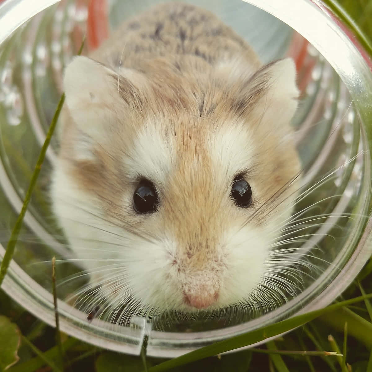 hamster, white and brown fur, clear plastic tube, SD Desktop Wallpaper