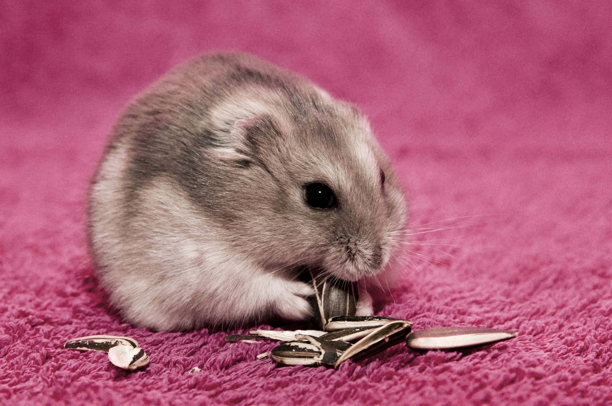 hamster, fluffy gray hamster, sunflower seeds, 2K Desktop Wallpaper