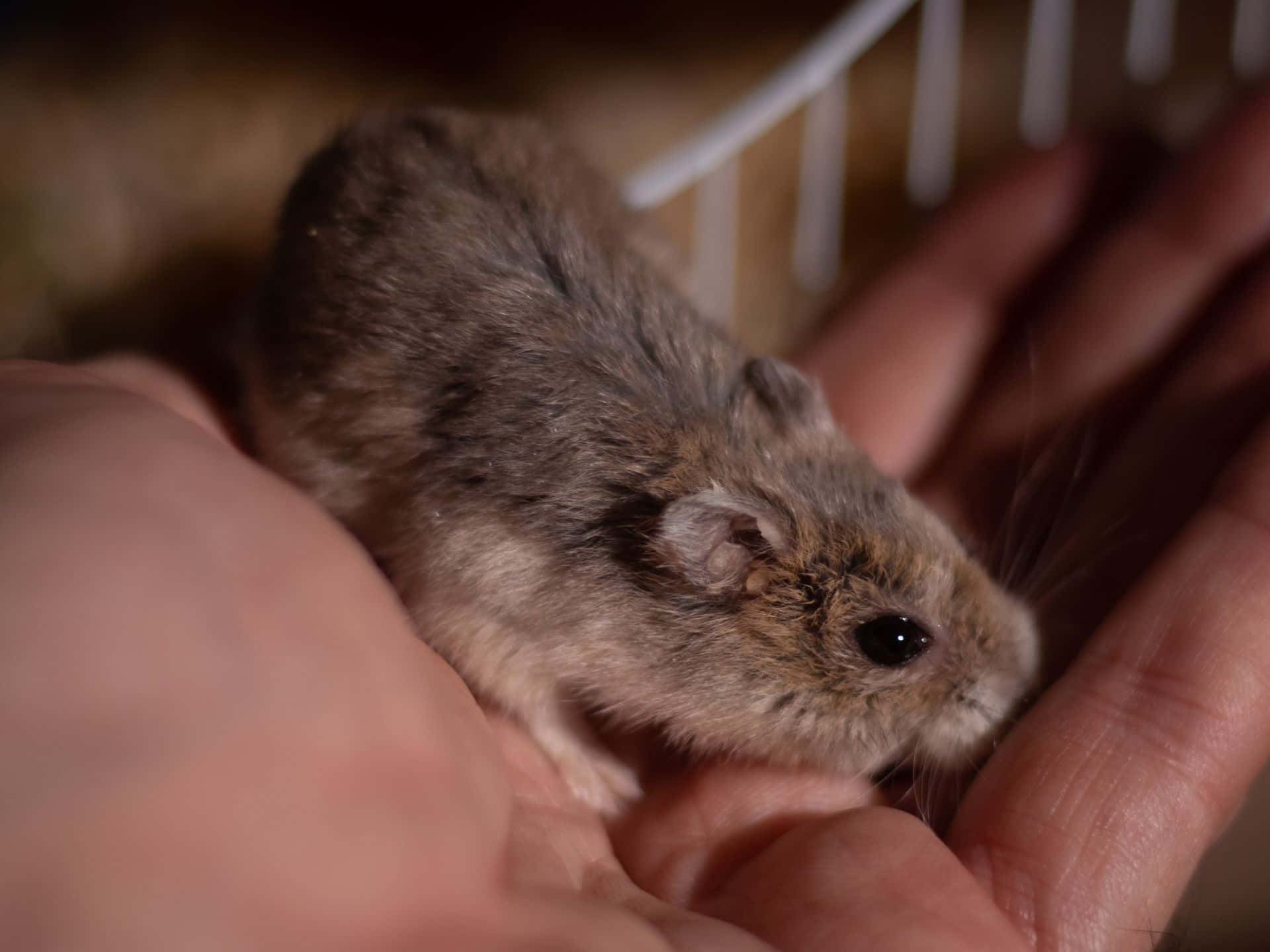 hamster, brown, dark eyes, Full HD Desktop Wallpaper