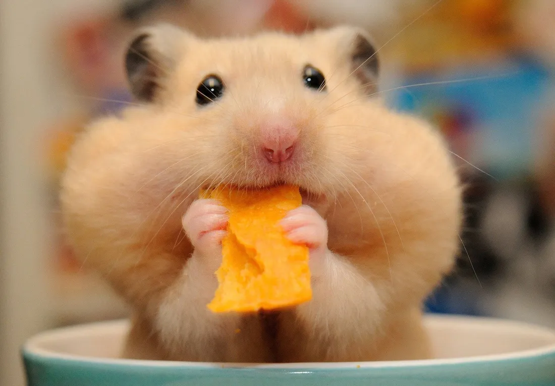 Hamster Wallpapers