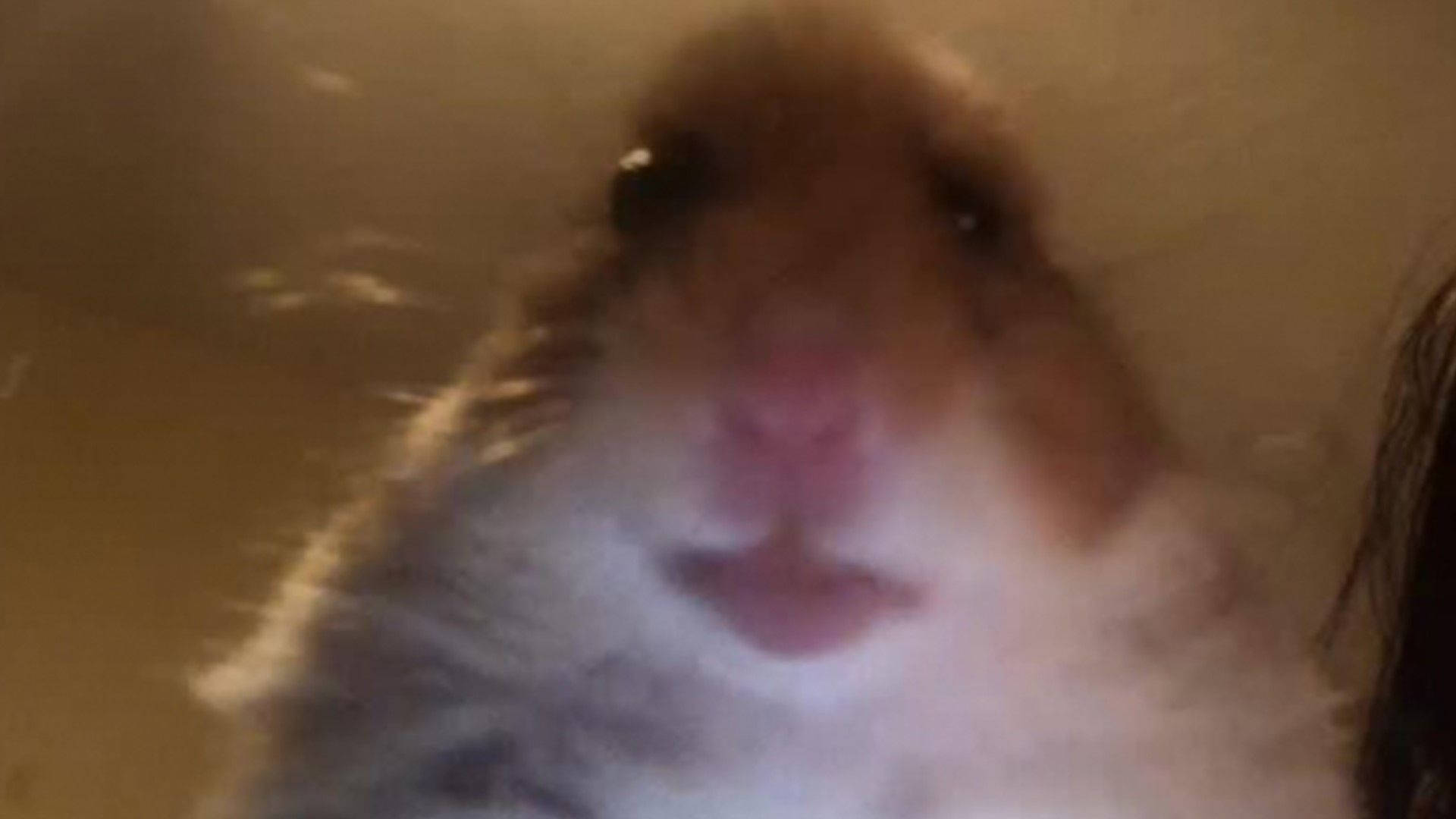 Stoic Hamster Face Meme, hamster, soft fur, Full HD Desktop Wallpaper