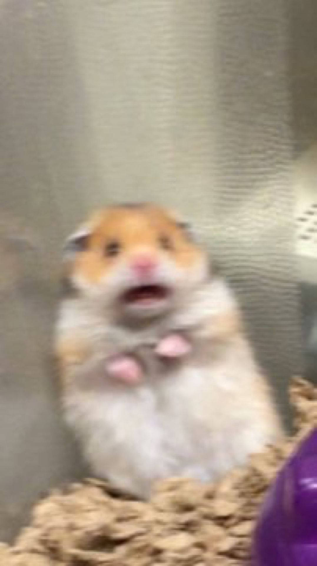 Afraid Hamster Meme, fluffy hamster, wide eyes, Full HD Phone Wallpaper