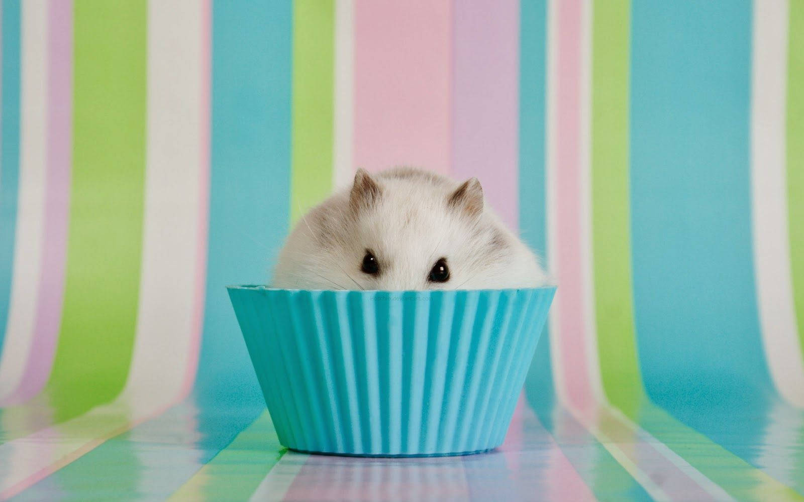 Sneaky Hamster Meme, fluffy white hamster, bright blue cupcake liner, HD Desktop Wallpaper
