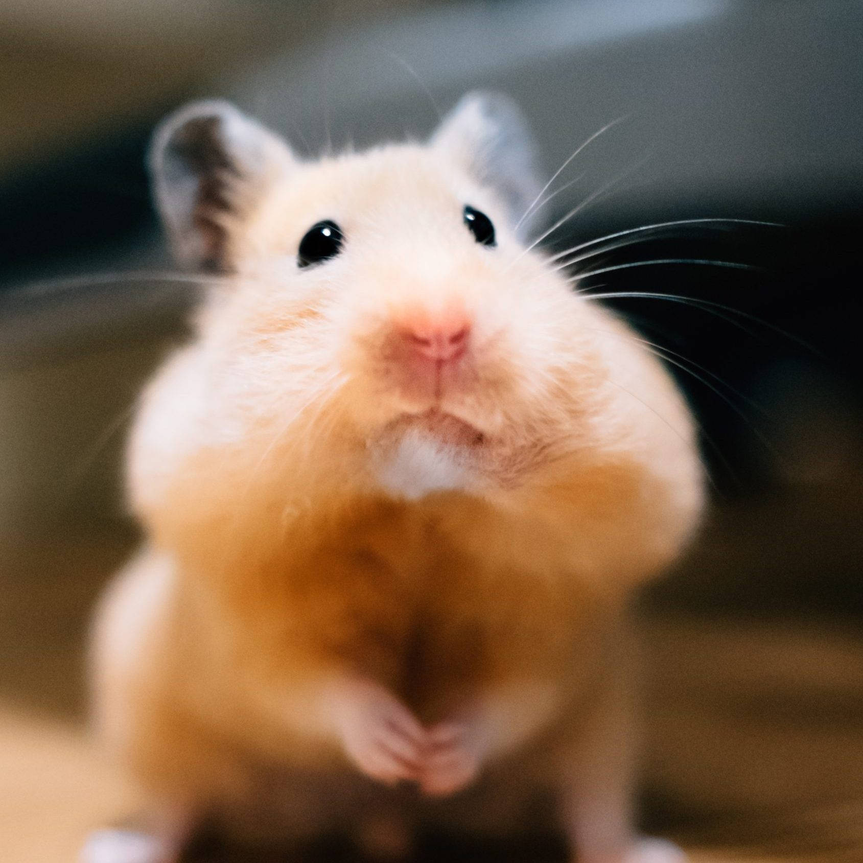 Listening Hamster Meme, fluffy cream and brown hamster, big dark eyes, HD Desktop Wallpaper